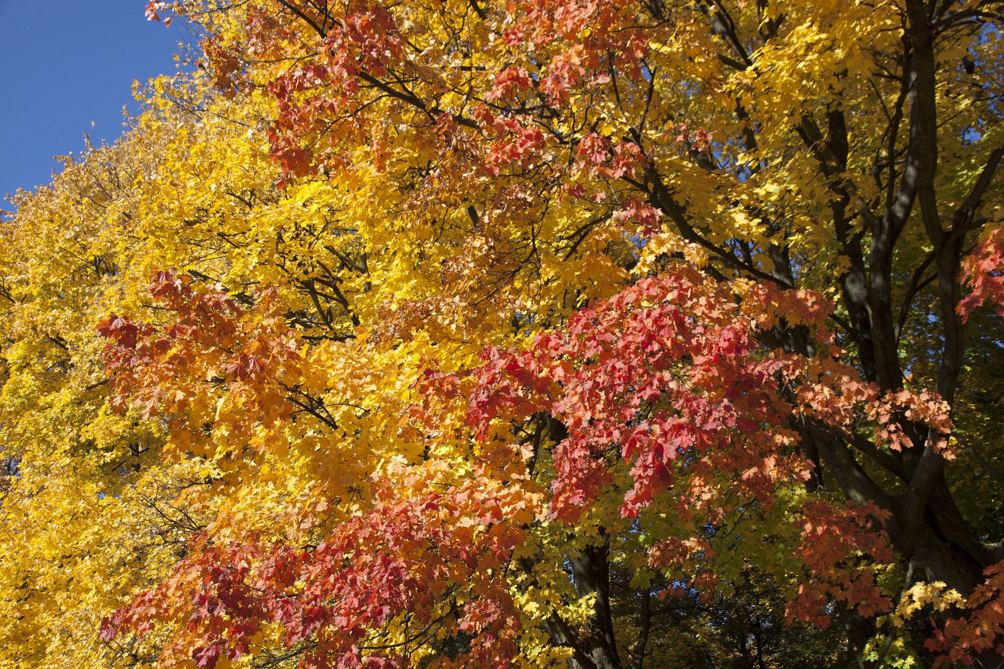 Canon EOS 50D sample photo. Gold and red during "golden polish fall" photography