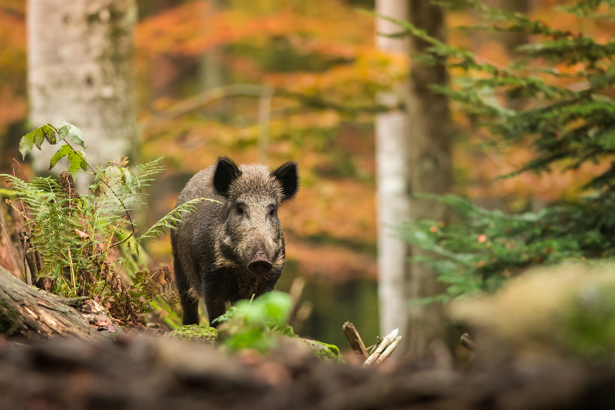 Nikon D500 + Nikon AF-S Nikkor 300mm F4D ED-IF sample photo. Wild boar i. photography