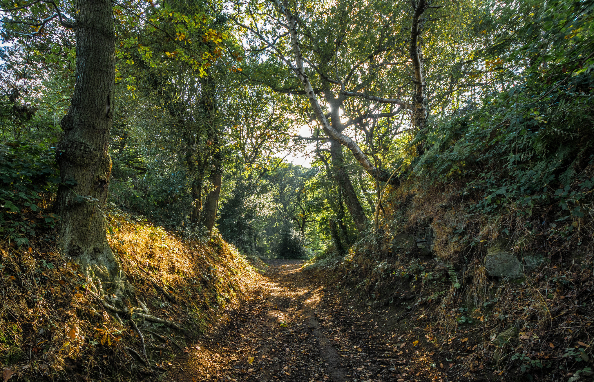 Nikon D5200 + Nikon AF-S DX Nikkor 10-24mm F3-5-4.5G ED sample photo. Woodland lane... shot of one of the many paths and lanes that criss cross the beautiful moss... photography