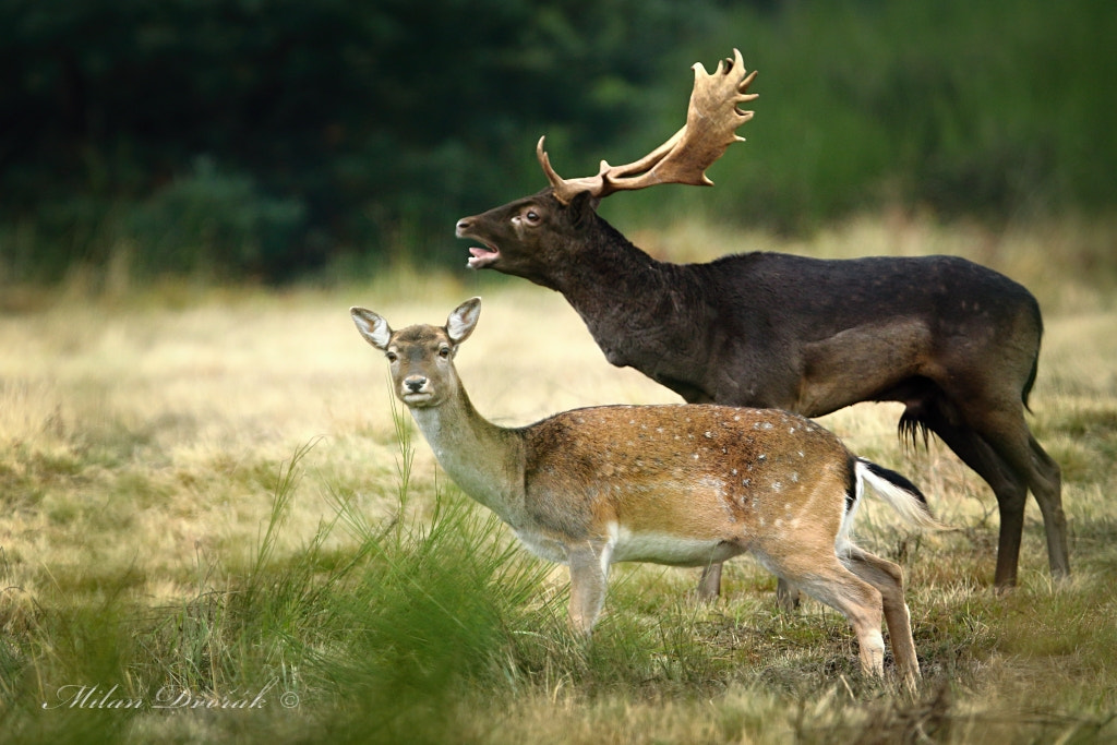 Canon EF 300mm F2.8L IS USM sample photo. The strong autumn voice of the fallow deer photography