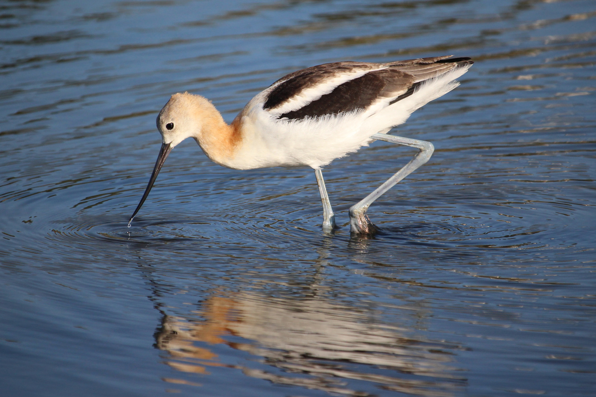 Canon EOS 100D (EOS Rebel SL1 / EOS Kiss X7) sample photo. American avocet photography