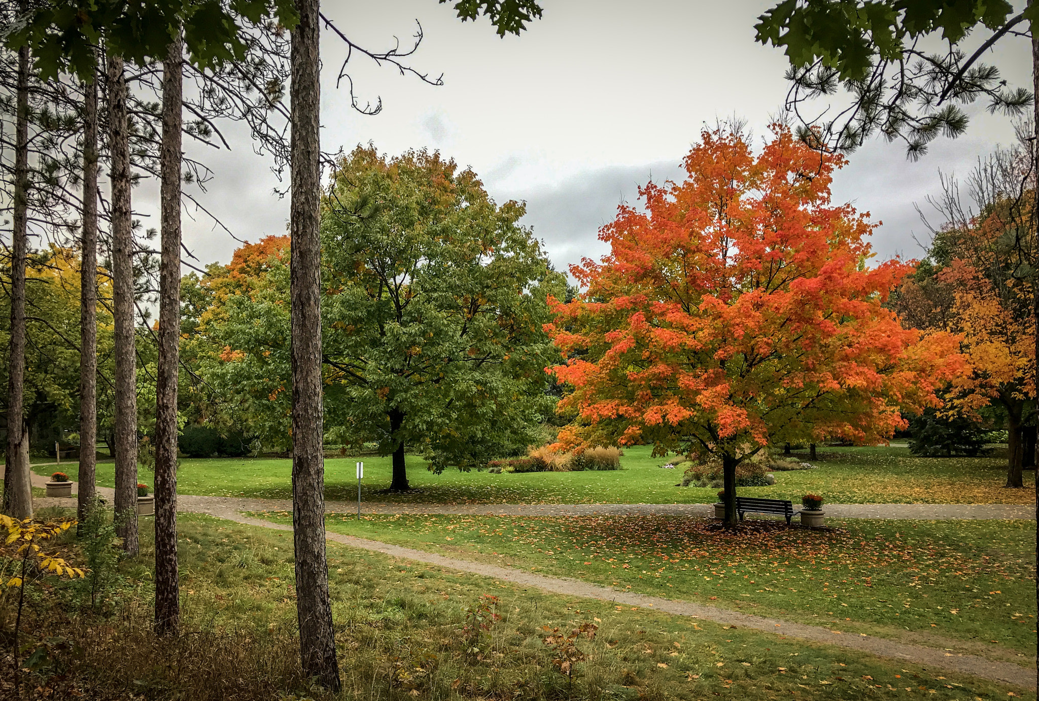 Apple iPhone 7 Plus sample photo. Fall colours (shot with iphone 7 plus) photography