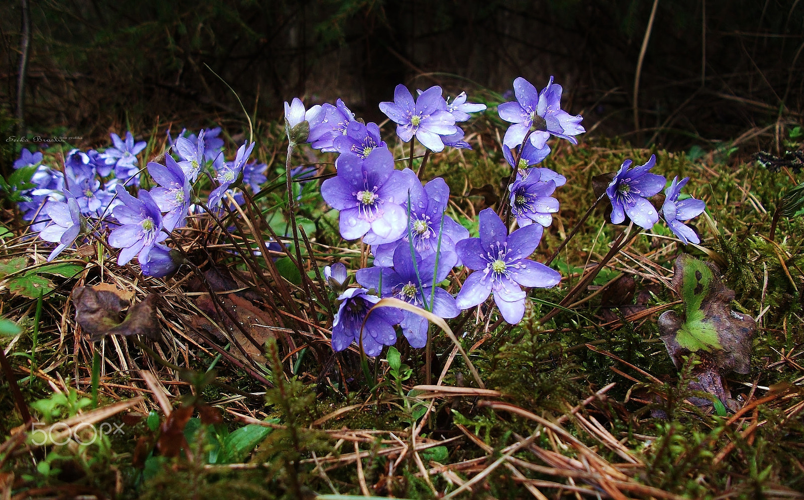 Fujifilm A170 A180 sample photo. Spring in forest. photography