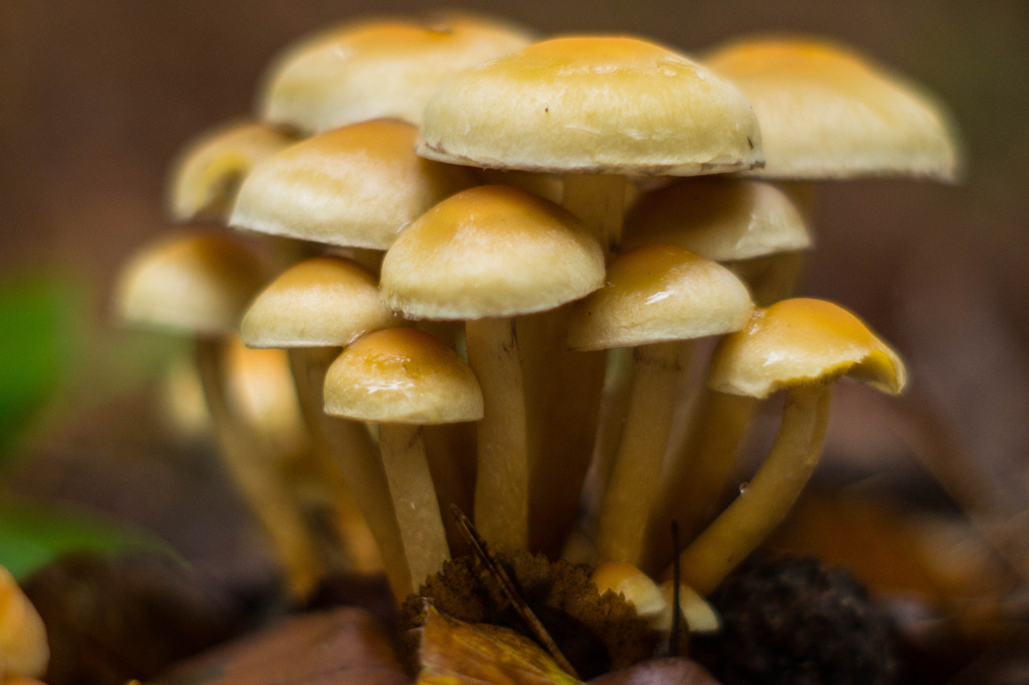 Sony SLT-A58 sample photo. Mushrooms photography