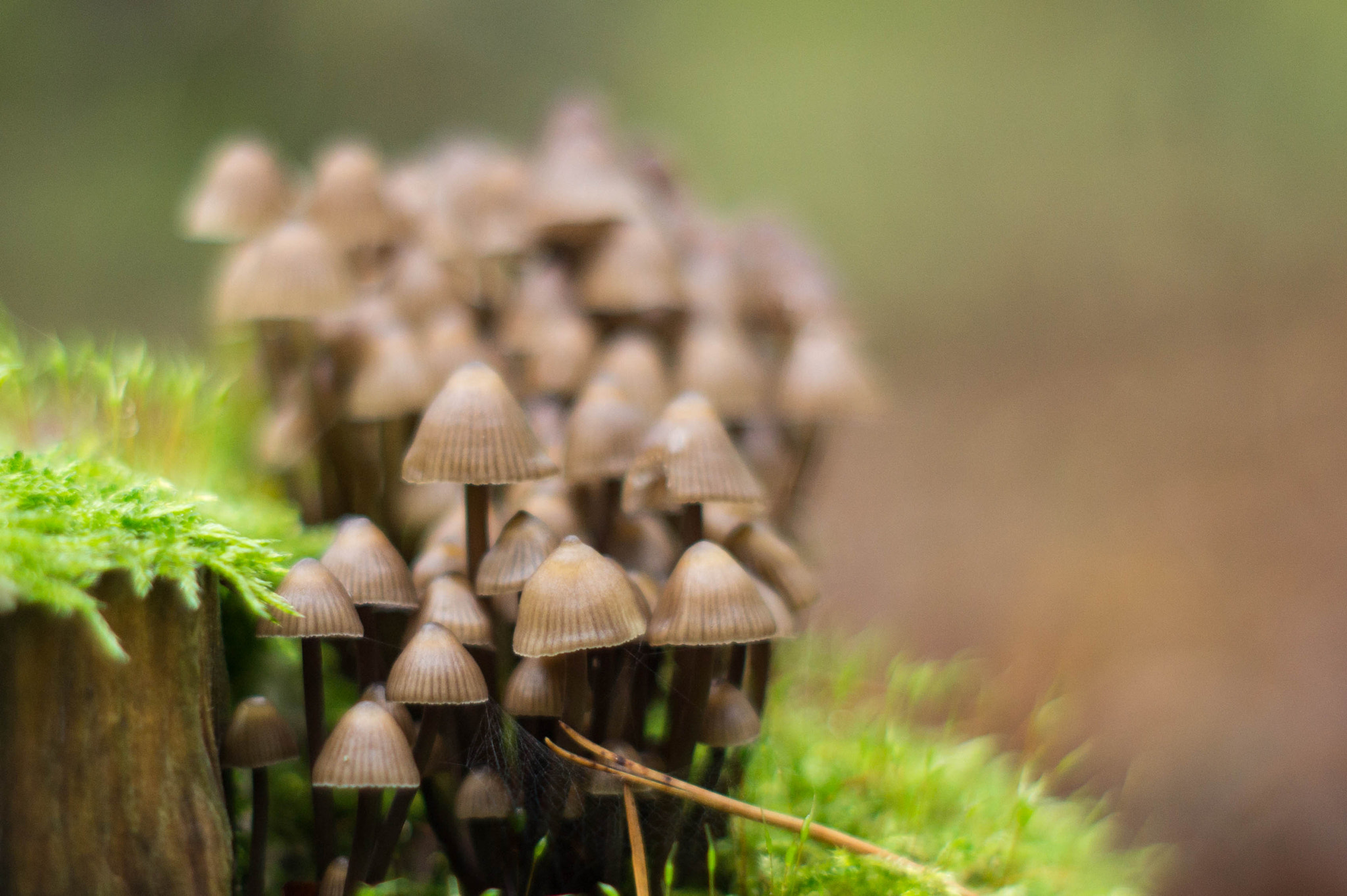 Sony SLT-A58 + Minolta AF 50mm F1.7 sample photo. Mushrooms photography