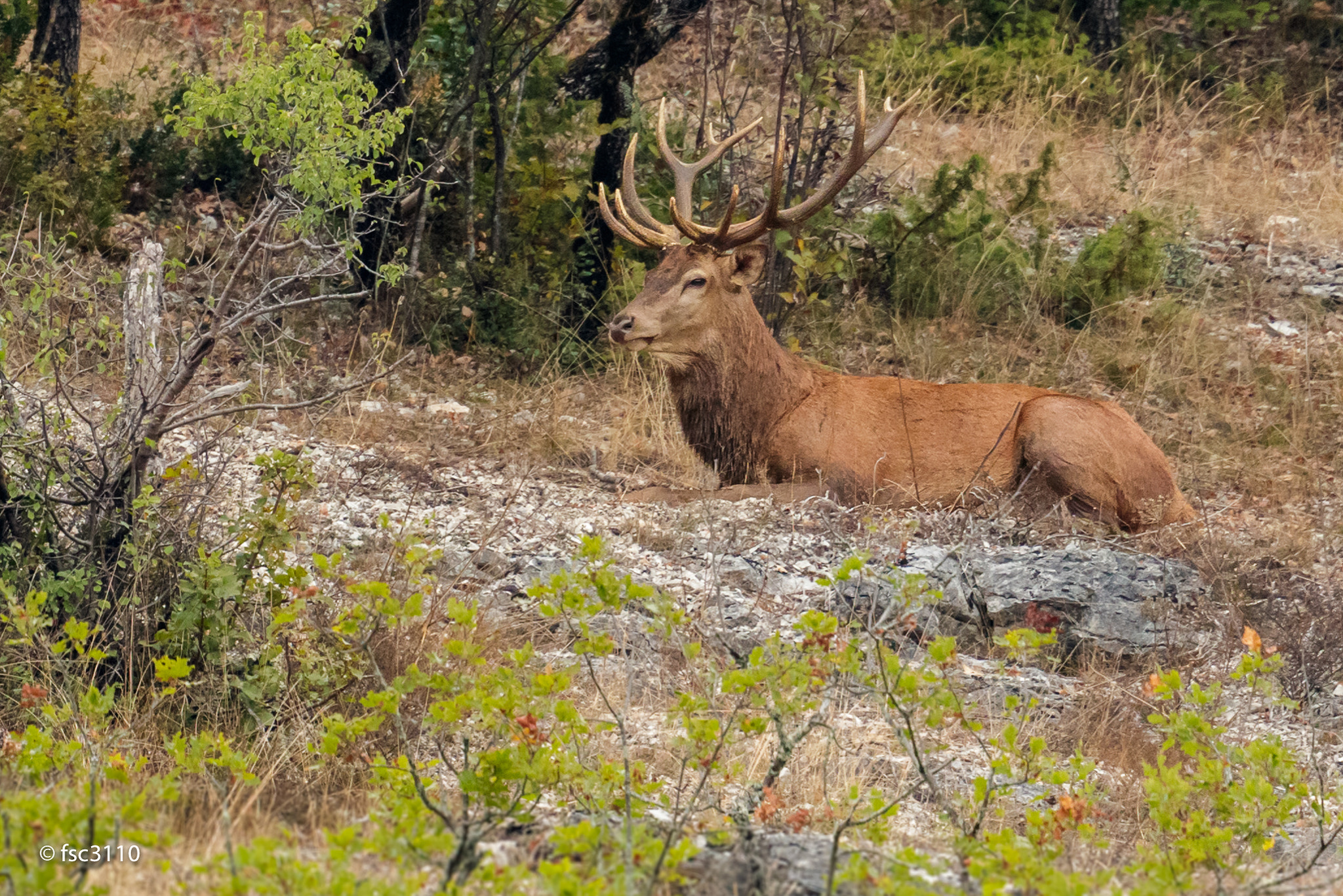 Canon EF 500mm F4L IS II USM sample photo. Red deer at rest photography