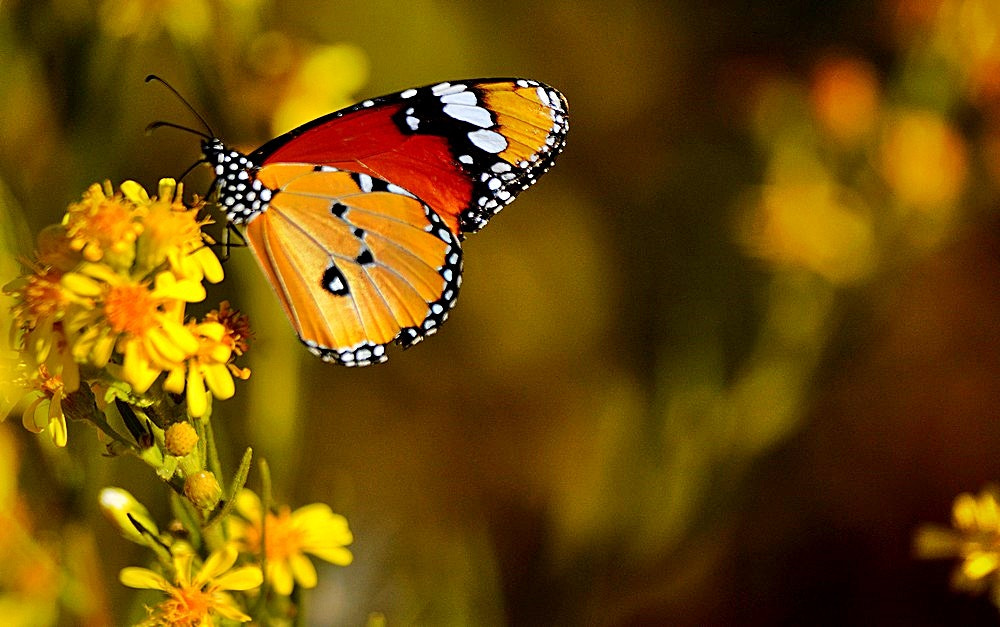 Nikon D7100 + Sigma 70-300mm F4-5.6 APO Macro Super II sample photo. Danaus chrysippus- sultan photography