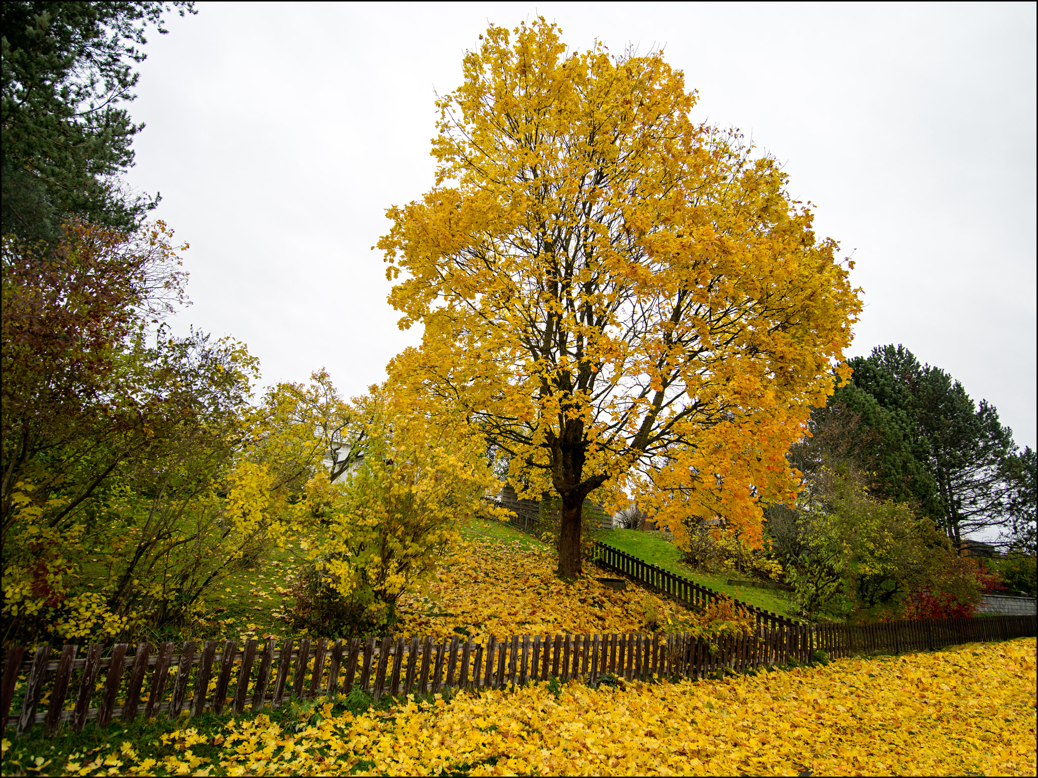 Pentax 645D sample photo. The tree photography