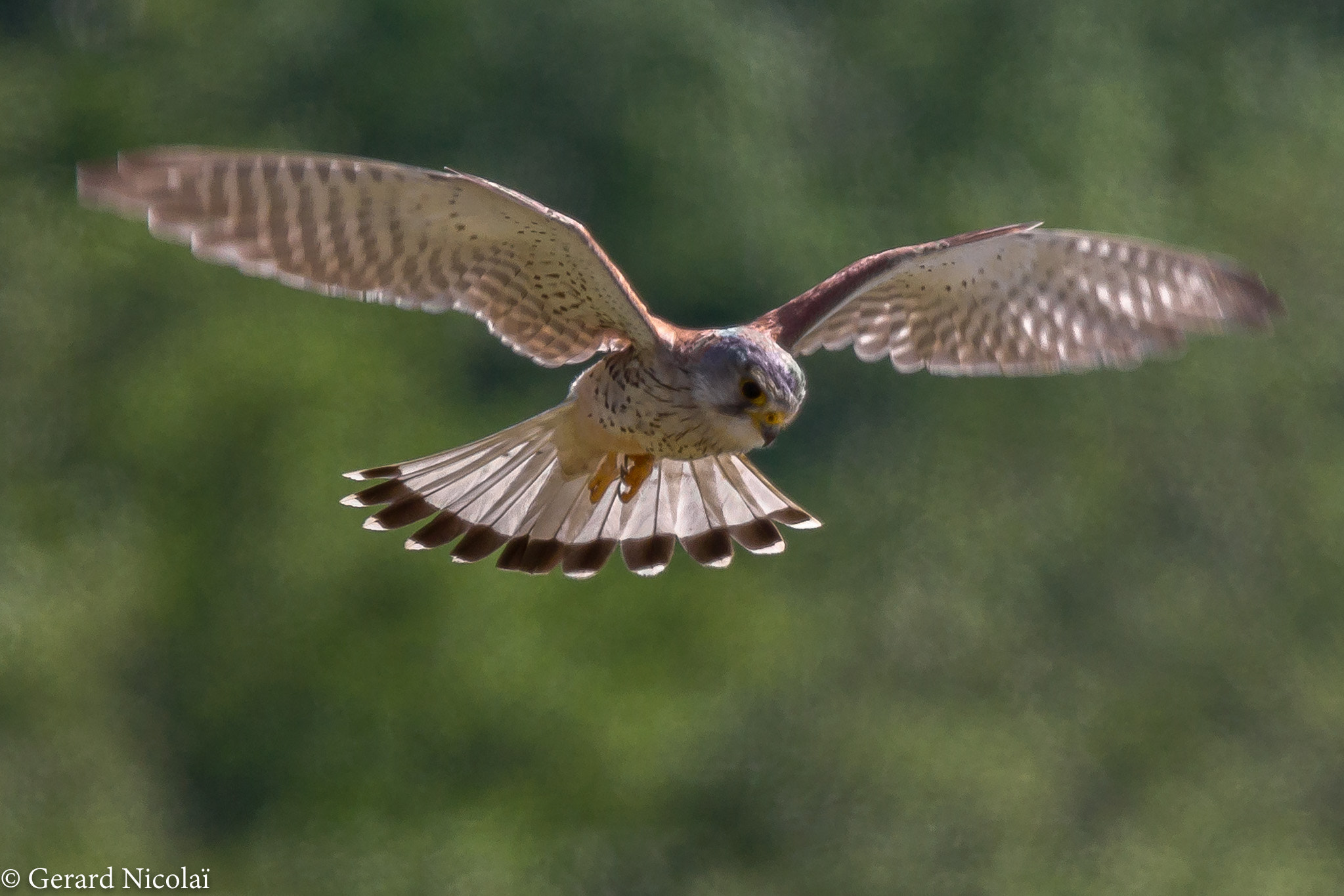 Canon EF 300mm F2.8L IS USM sample photo. Kestrel photography