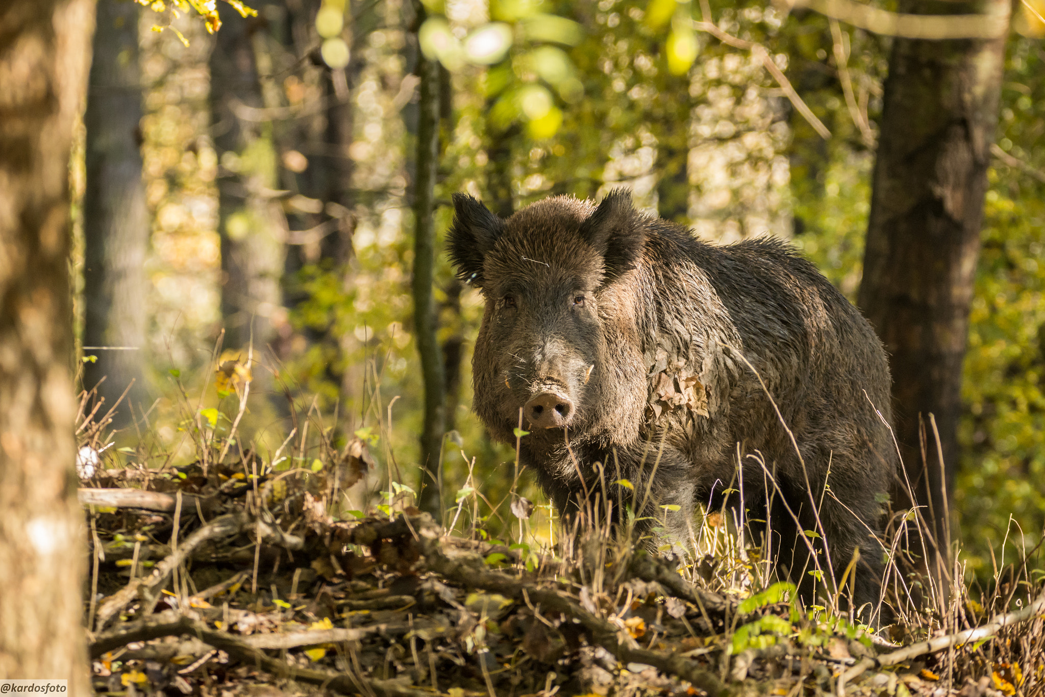 Sigma 150-600mm F5-6.3 DG OS HSM | C sample photo. Gemenci mintamalac photography