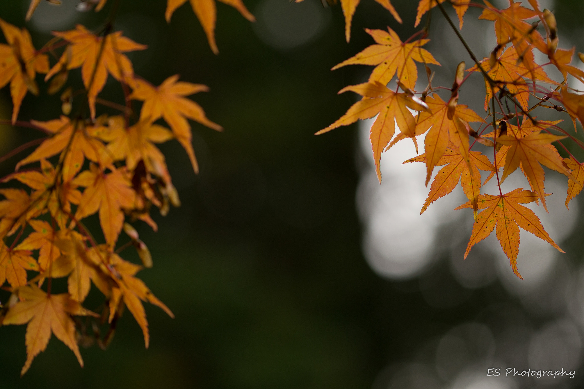 Sigma 105mm F2.8 EX DG OS HSM sample photo. Golden maple photography