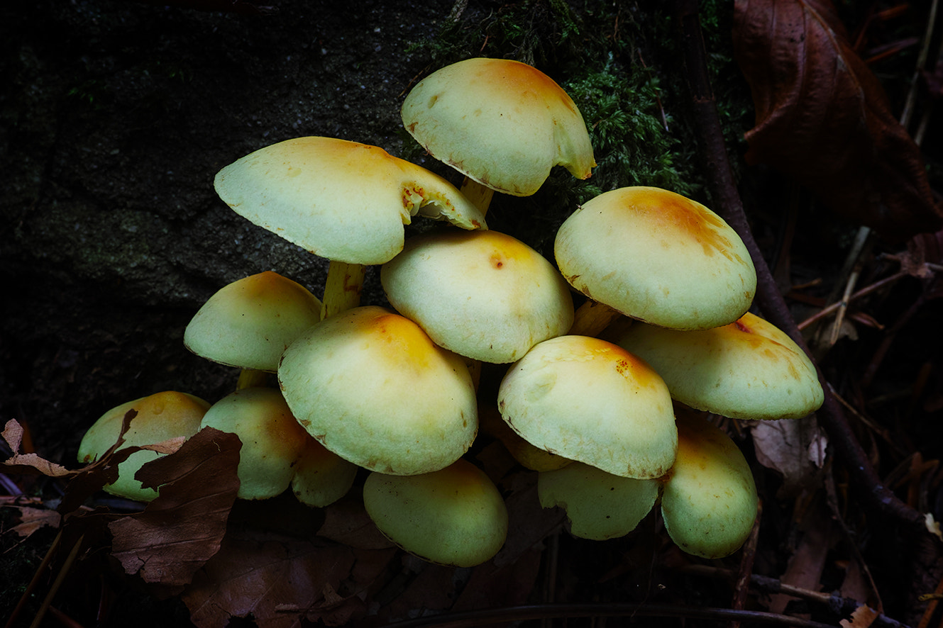 Sigma dp3 Quattro sample photo. Autumn fruits photography