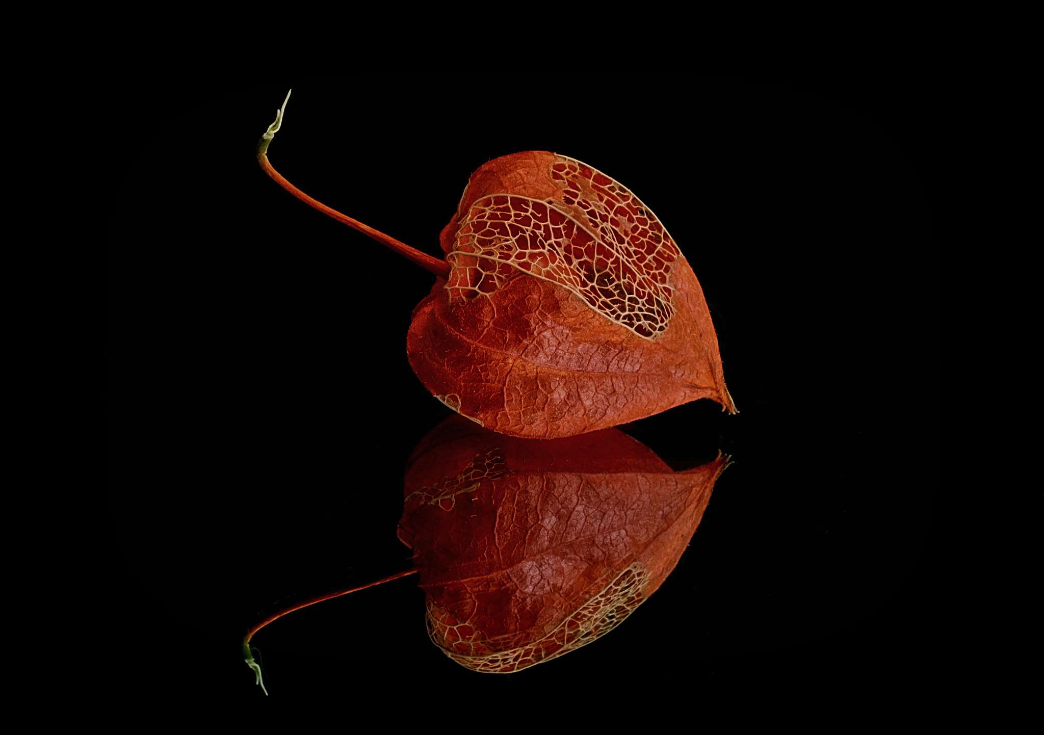 Nikon AF-S Micro-Nikkor 60mm F2.8G ED sample photo. Physalis & mirror photography