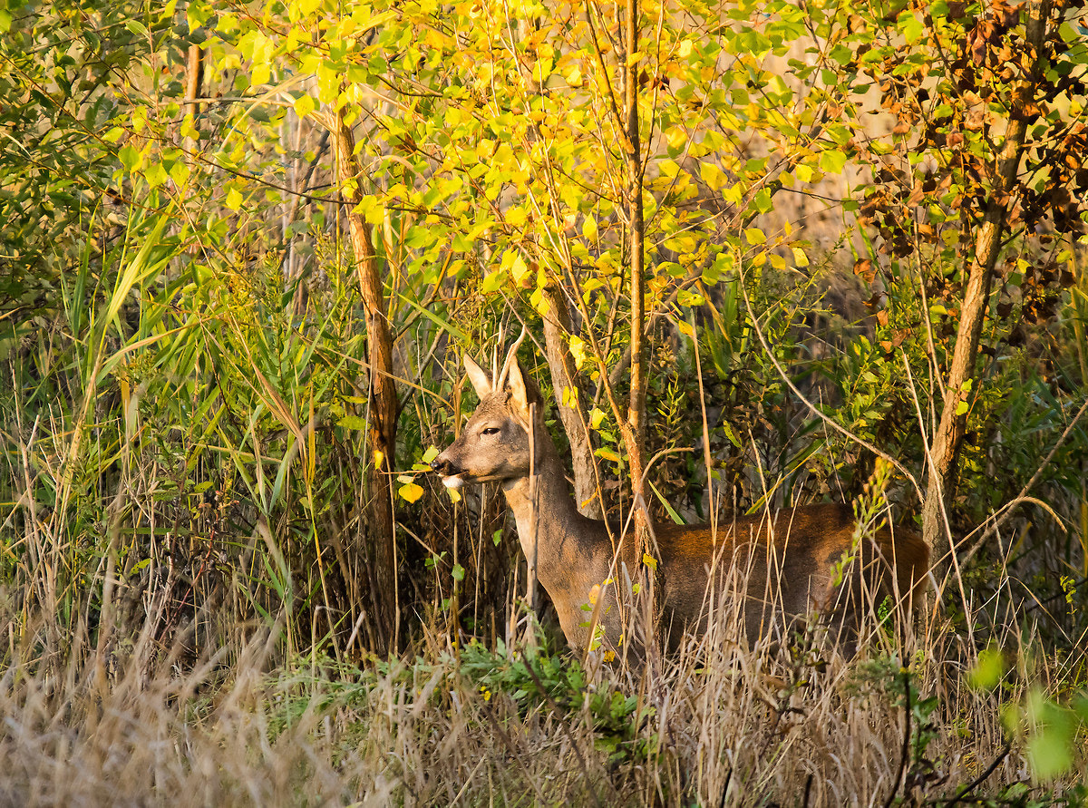 Pentax K-3 + Sigma 120-400mm F4.5-5.6 DG OS HSM sample photo. Lasciatemi mangiare in pace  photography