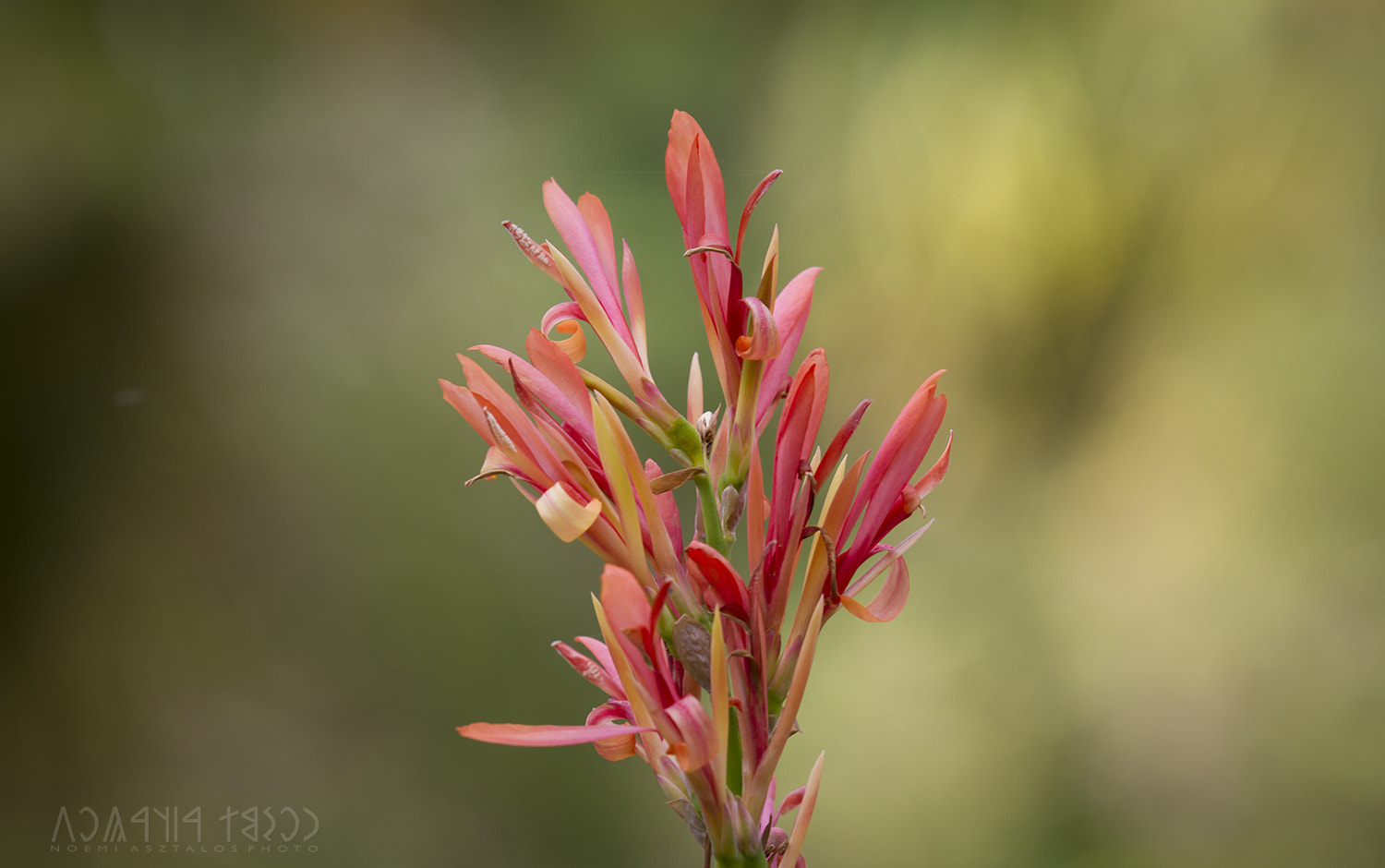 Canon EF 180mm F3.5L Macro USM sample photo. Last flowers of autumn photography
