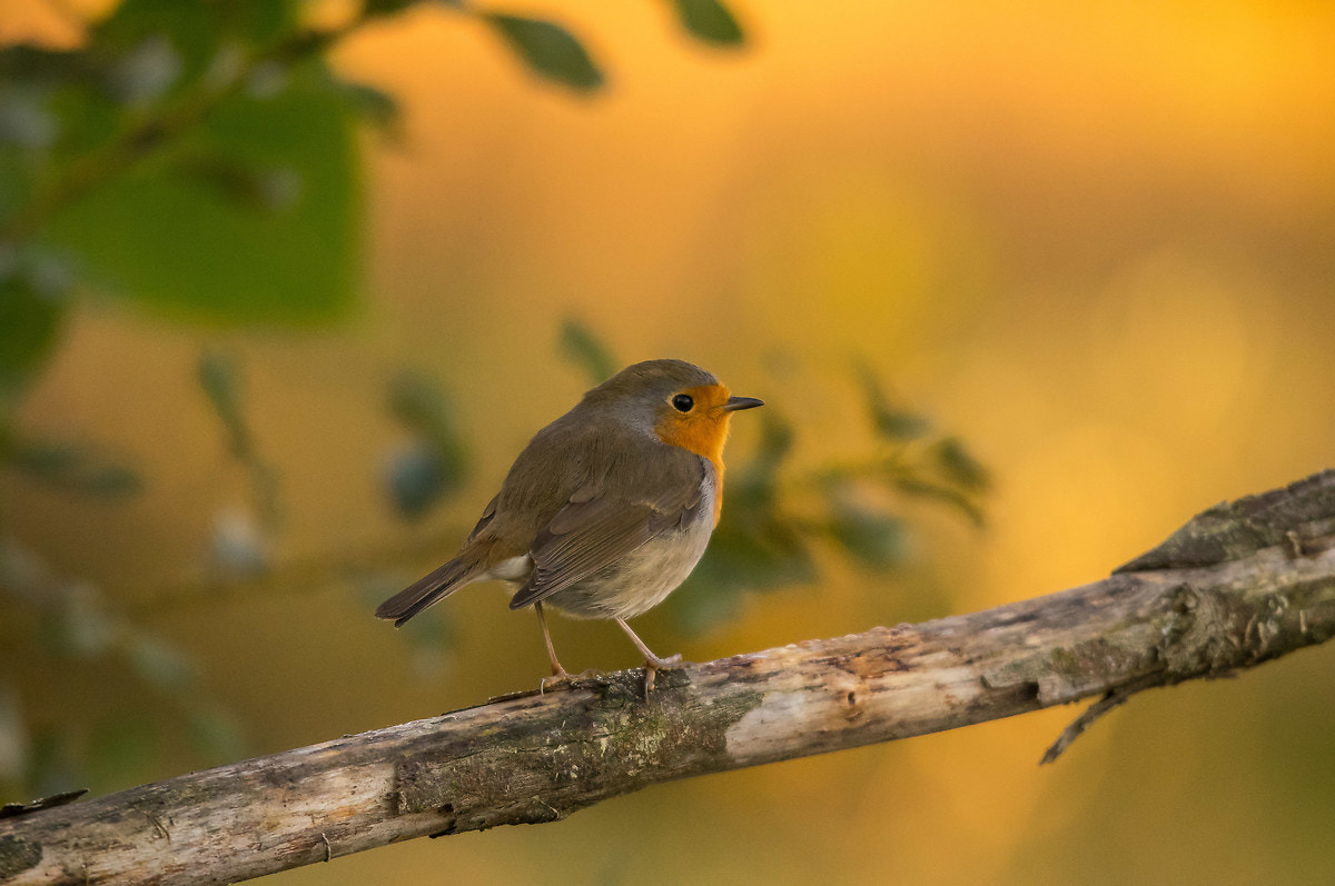 Pentax K-3 + Sigma 120-400mm F4.5-5.6 DG OS HSM sample photo. Pettirosso photography