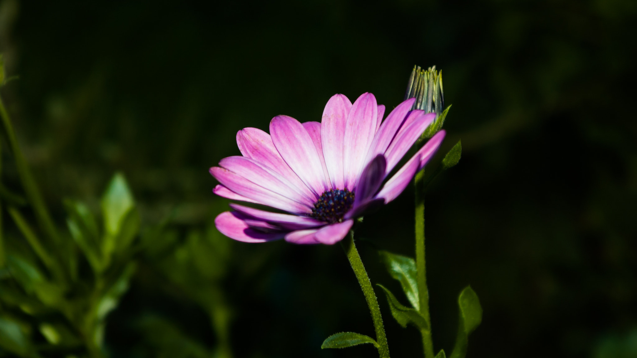 Nikon D50 sample photo. Garden flower photography