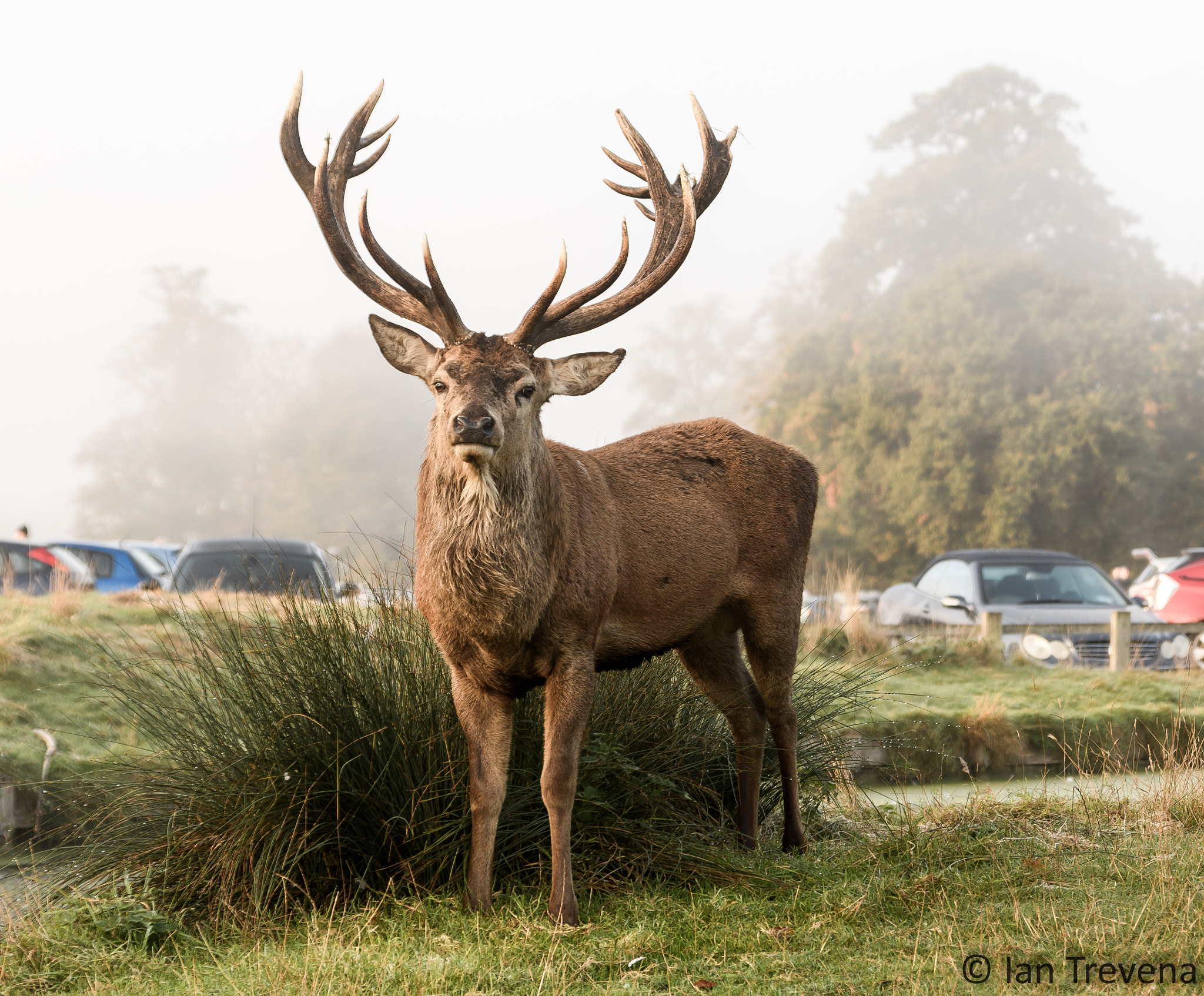Tamron SP 24-70mm F2.8 Di VC USD sample photo. Stag photography