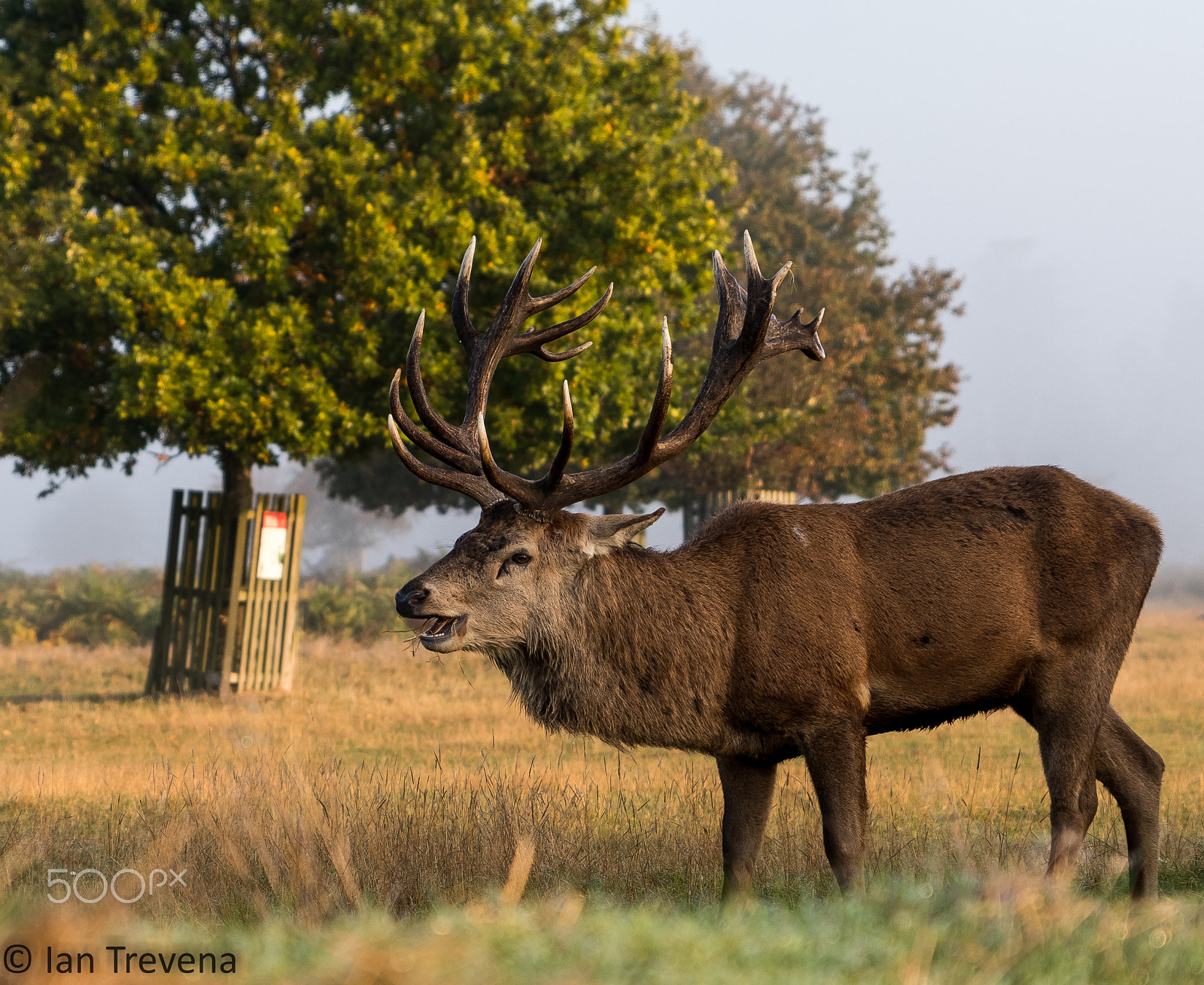 Tamron SP 24-70mm F2.8 Di VC USD sample photo. Stag photography