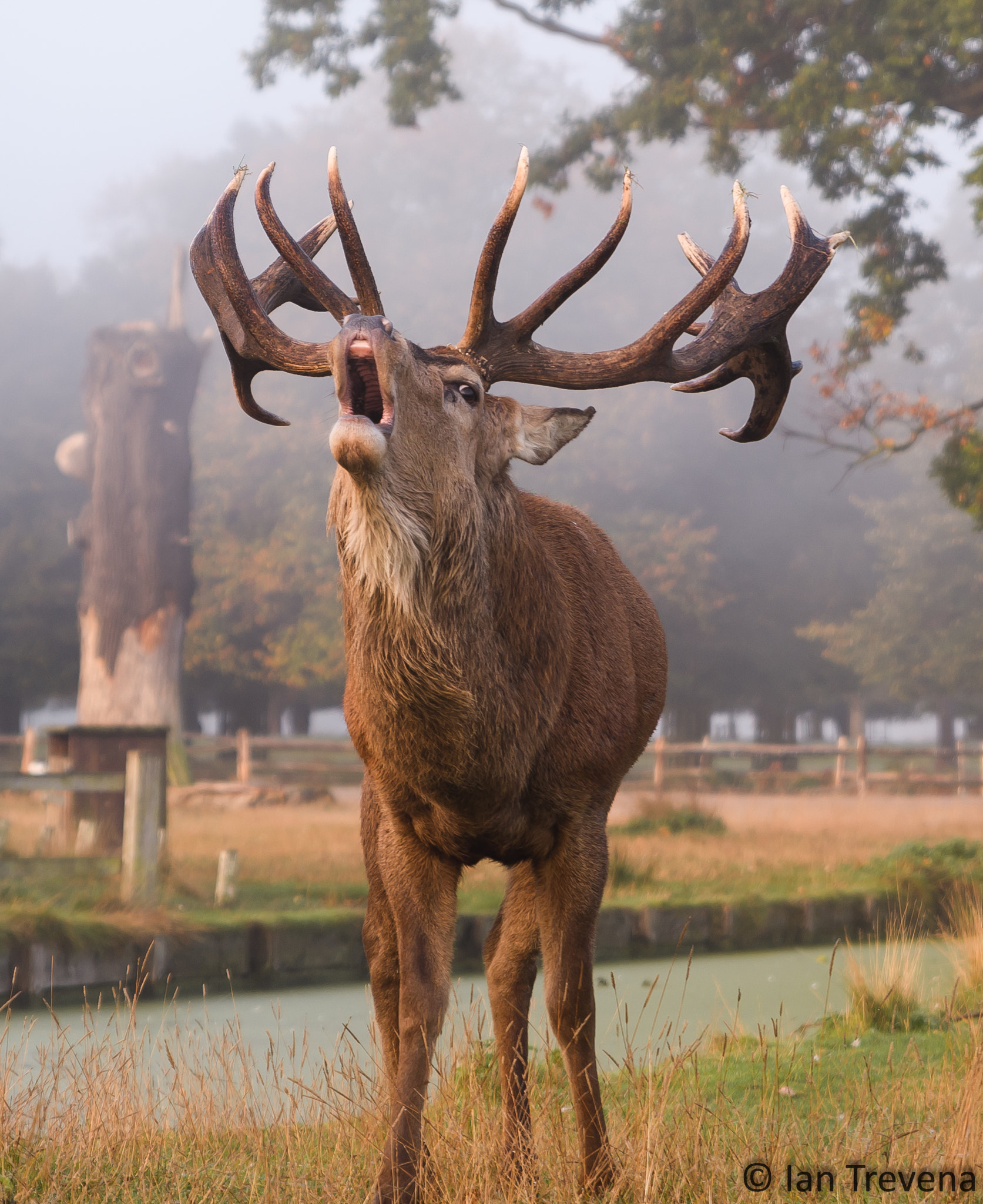 Tamron SP 24-70mm F2.8 Di VC USD sample photo. Stag photography