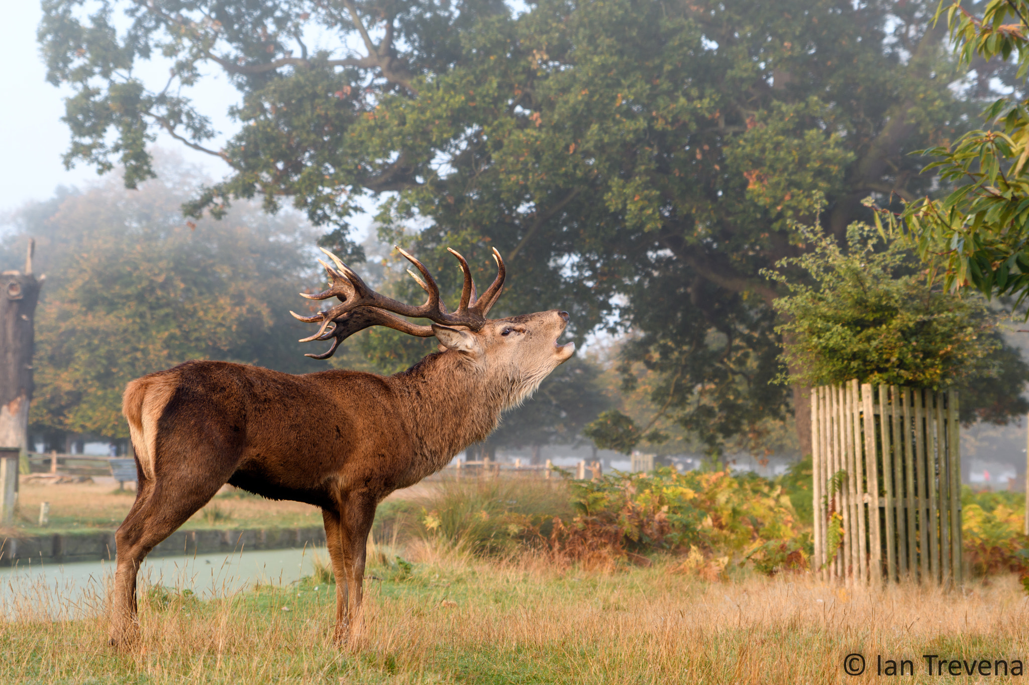 Tamron SP 24-70mm F2.8 Di VC USD sample photo. Stag photography