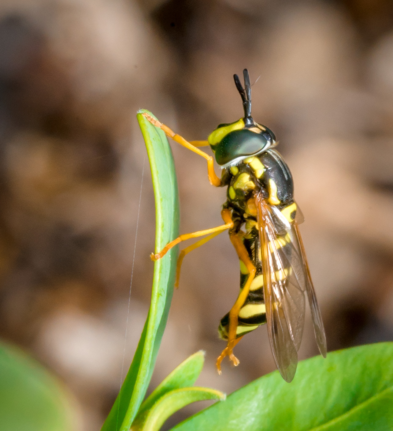 Sony a7S + Sony FE 90mm F2.8 Macro G OSS sample photo. Wasp photography