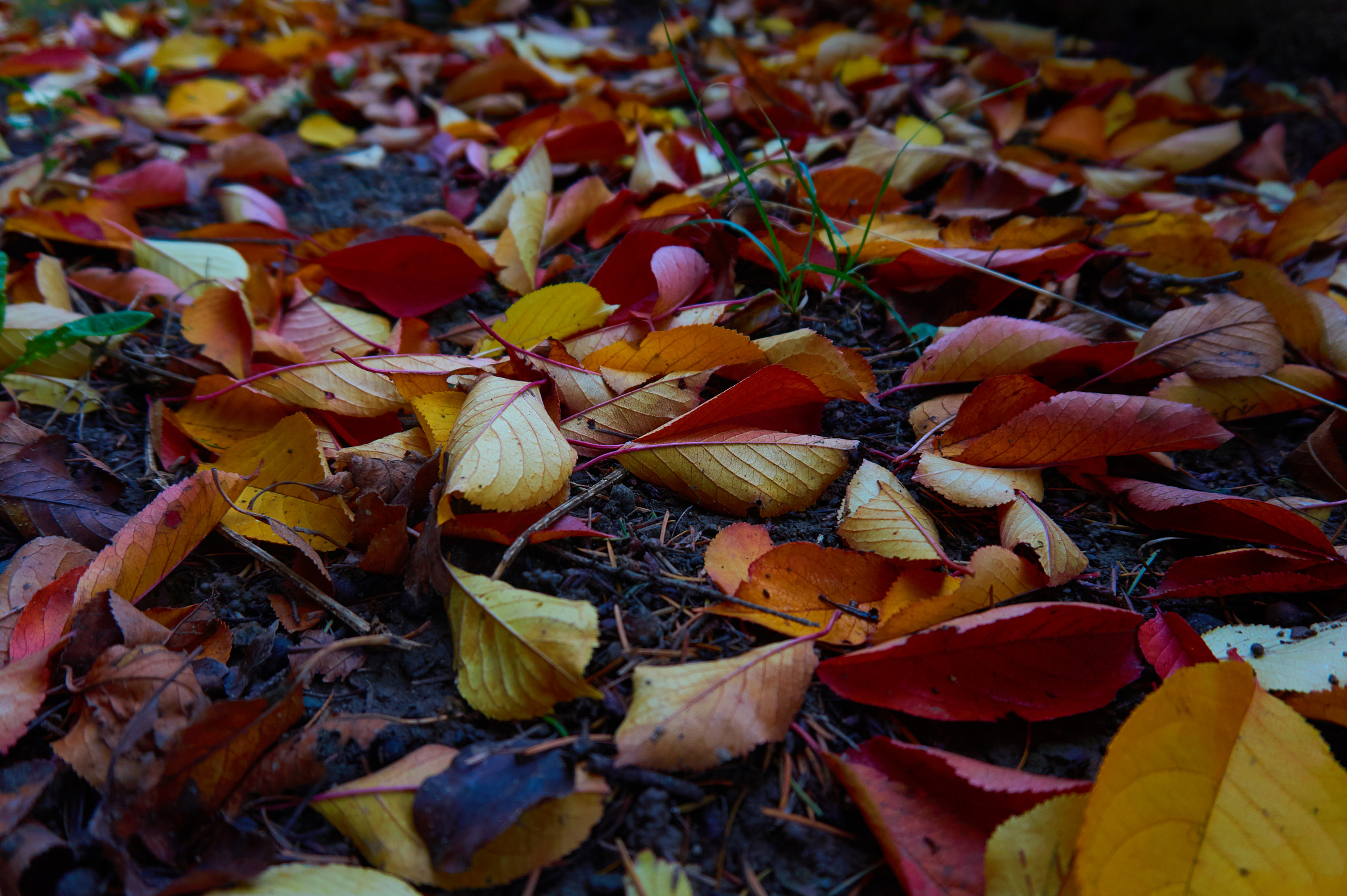 Sony Alpha a5000 (ILCE 5000) + Sony E PZ 16-50 mm F3.5-5.6 OSS (SELP1650) sample photo. Autumn leaves photography