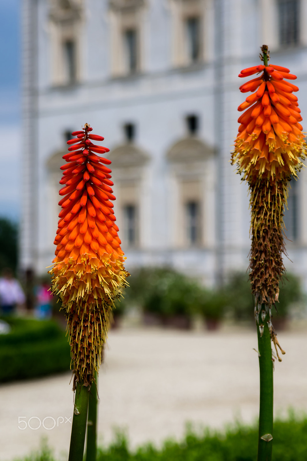 Samsung NX 18-55mm F3.5-5.6 OIS sample photo. Flowers photography