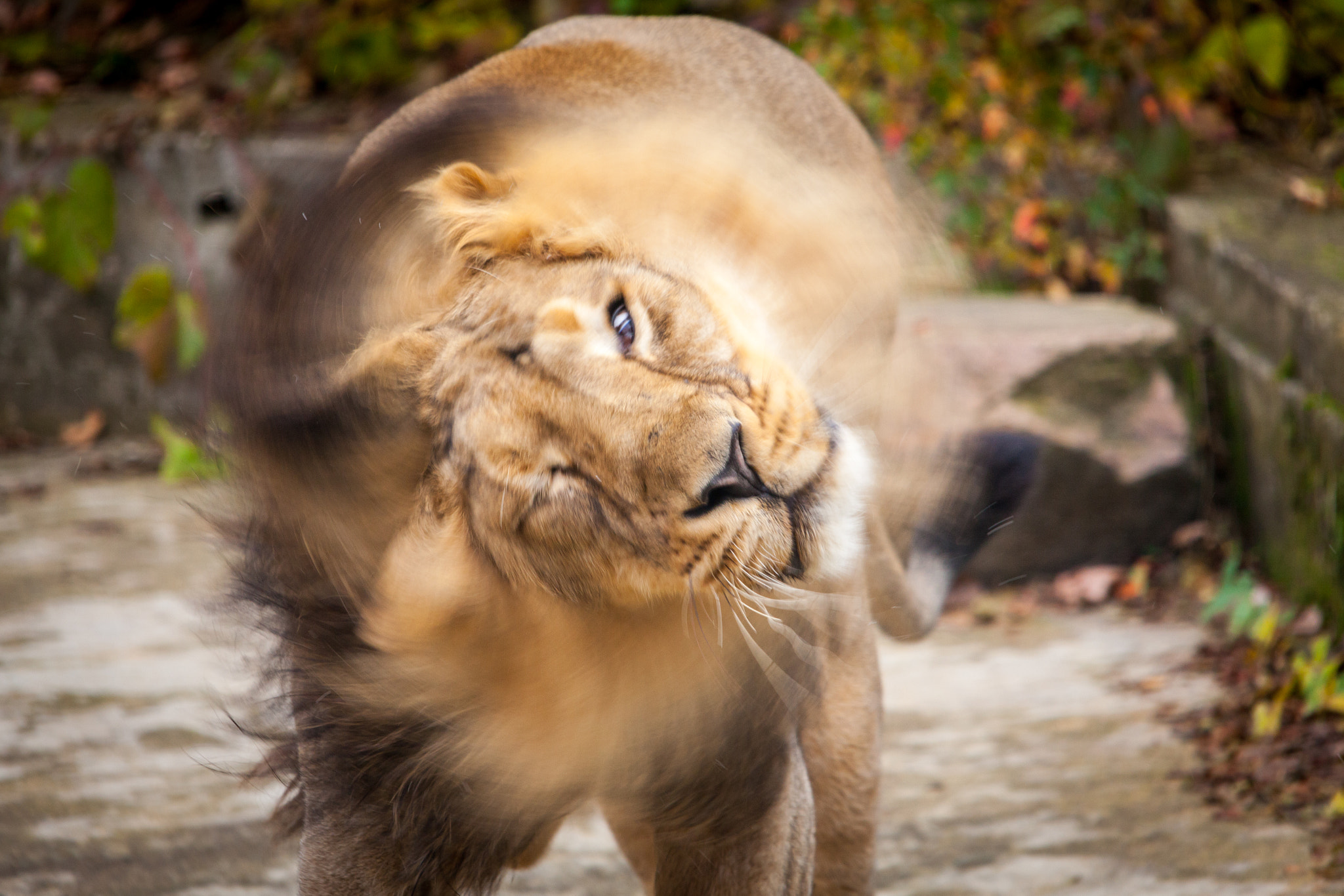 Sigma 150-500mm F5-6.3 DG OS HSM sample photo. Shake it off! photography