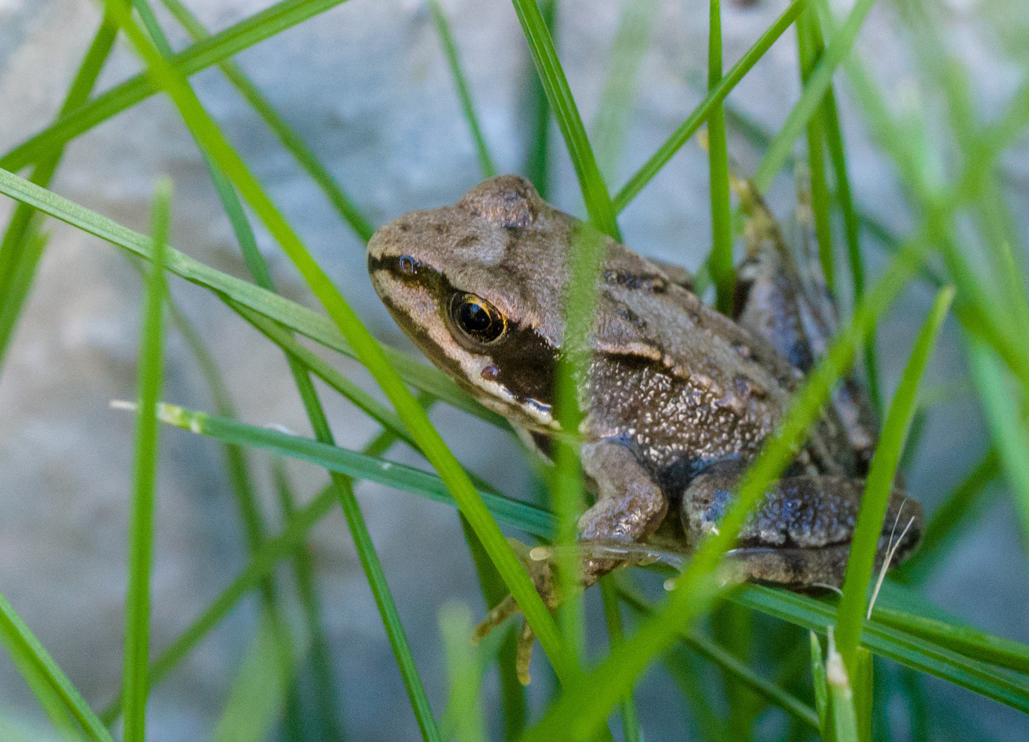 Sony a7S + Sony FE 90mm F2.8 Macro G OSS sample photo. Frog photography