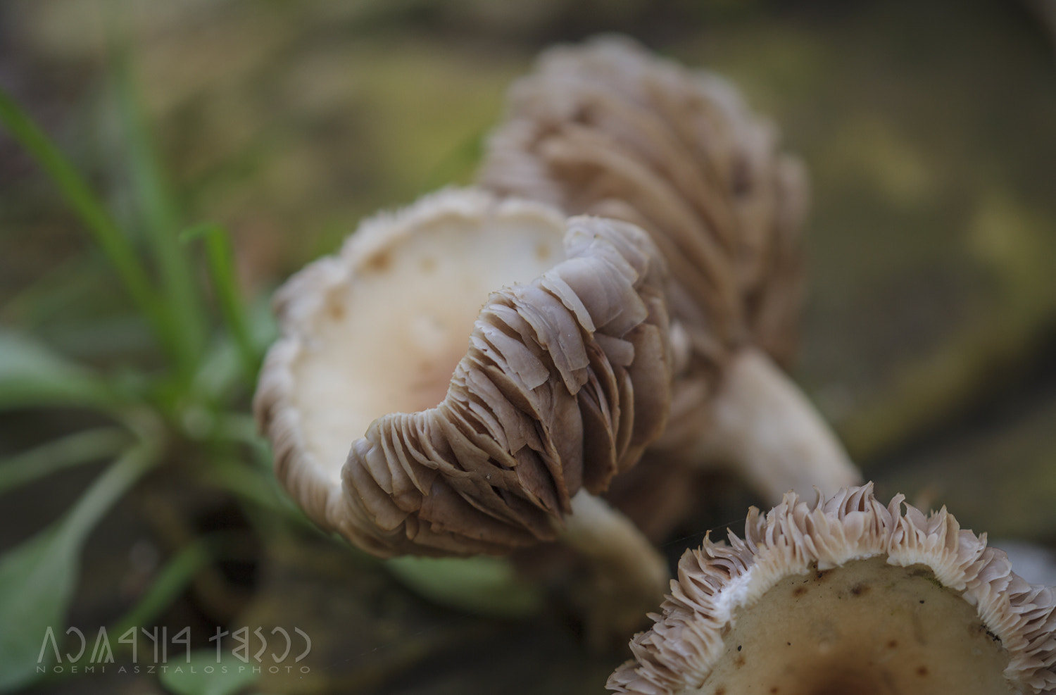 Canon EF 180mm F3.5L Macro USM sample photo. Streching for light photography