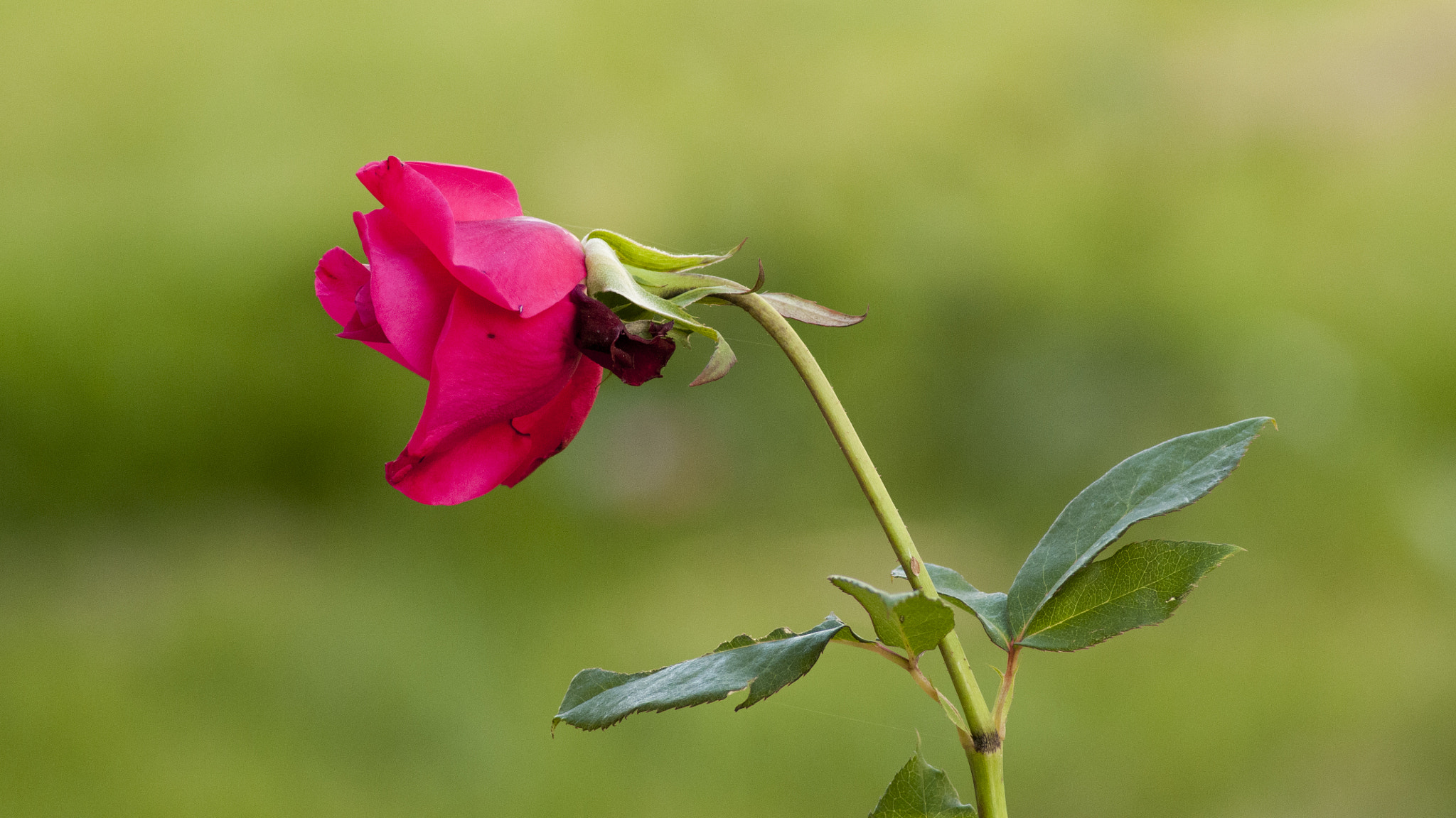 Nikon D300S sample photo. Rose photography