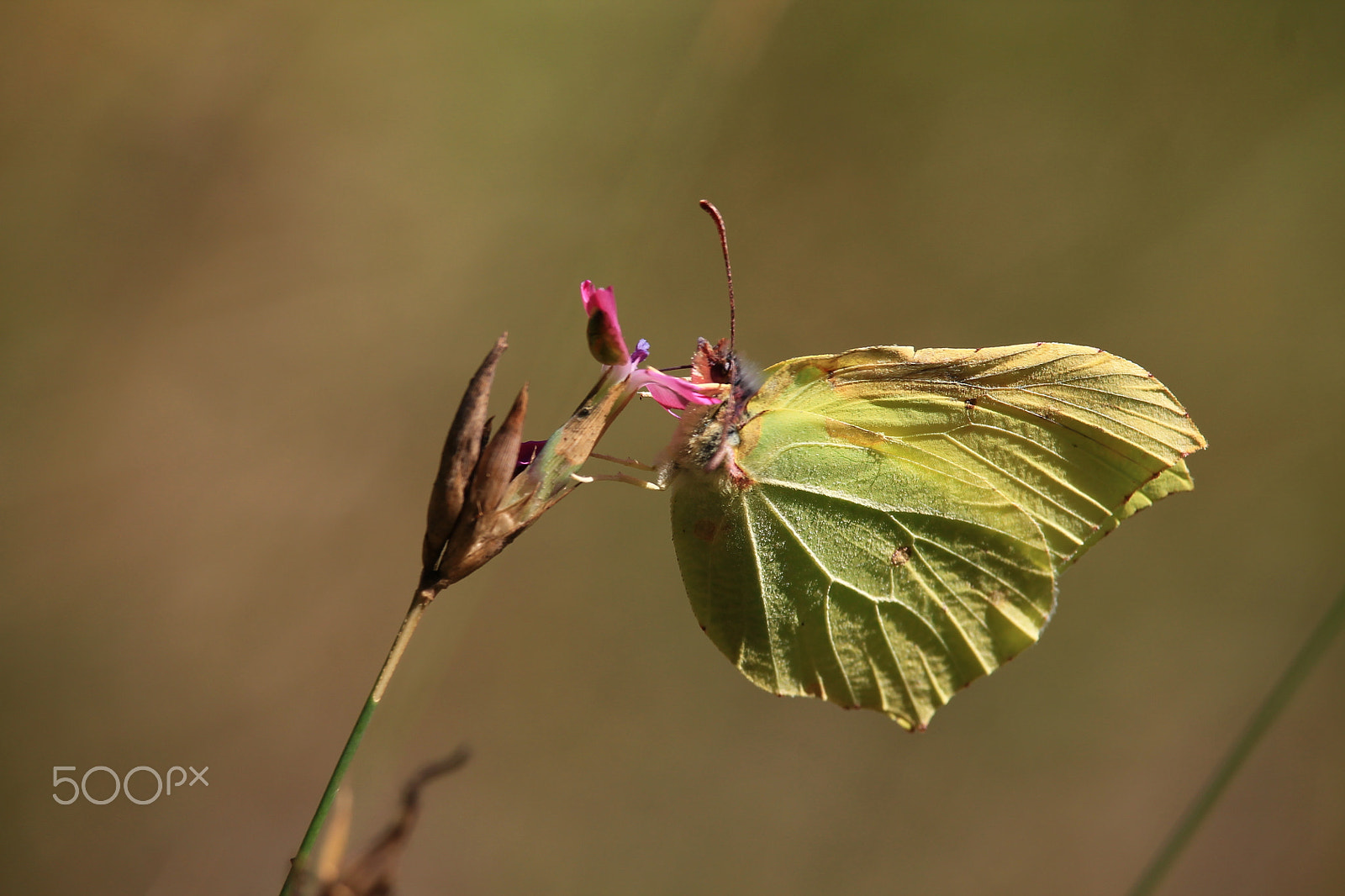 Canon EF-S 55-250mm F4-5.6 IS STM sample photo. Img photography