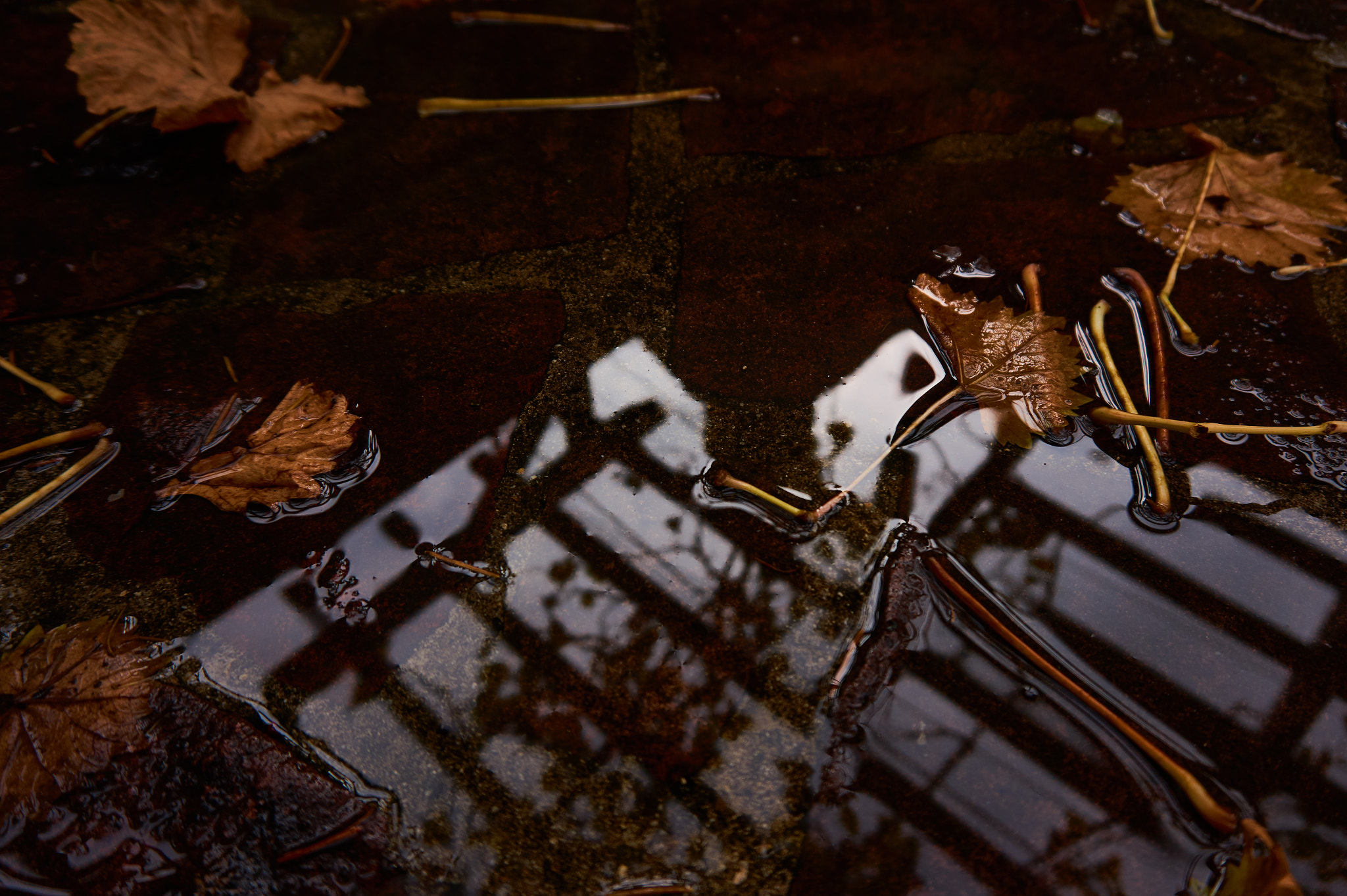 Sony Alpha a5000 (ILCE 5000) sample photo. Under the pergola photography