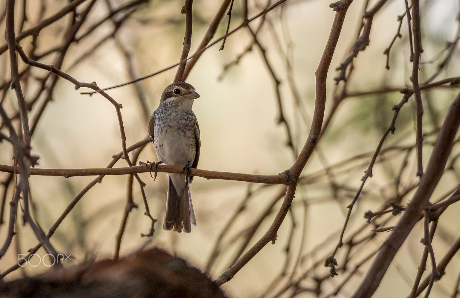 Tamron SP 150-600mm F5-6.3 Di VC USD sample photo. Spanish sparrow photography