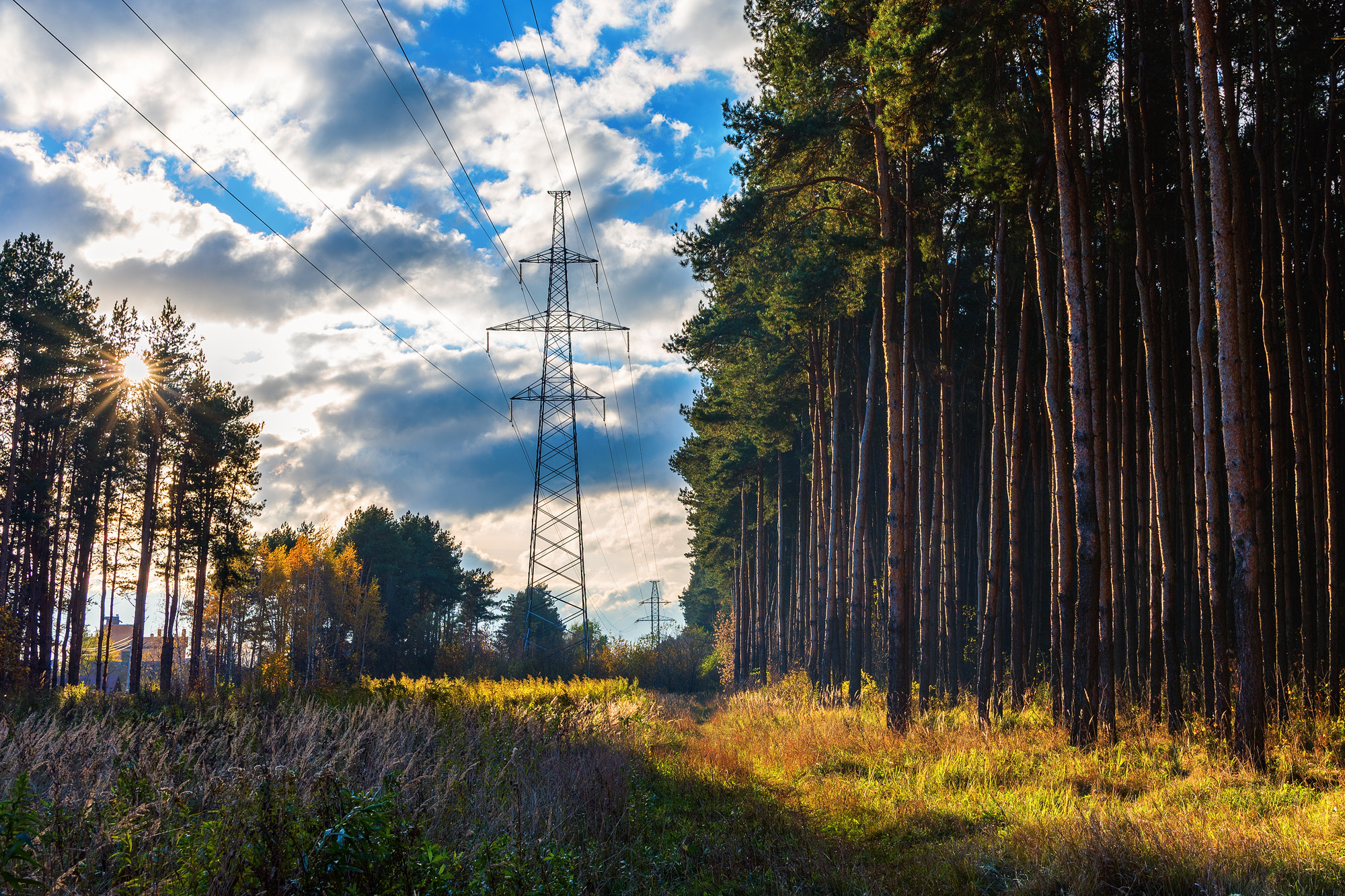 Nikon D750 + Tamron SP 35mm F1.8 Di VC USD sample photo. Forest edge photography