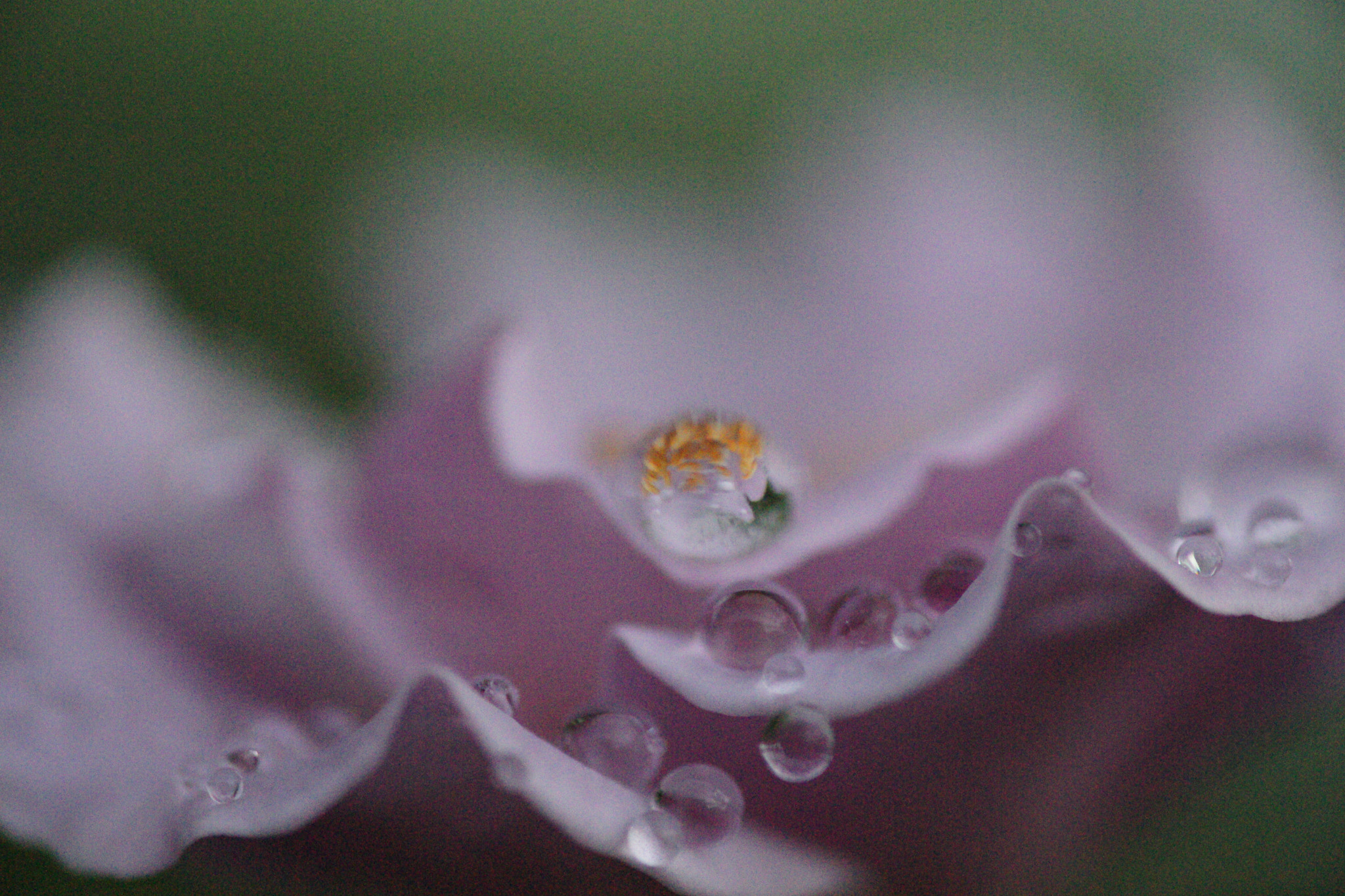 Sony Alpha DSLR-A900 + Sony 100mm F2.8 Macro sample photo. Purple rose with dew photography