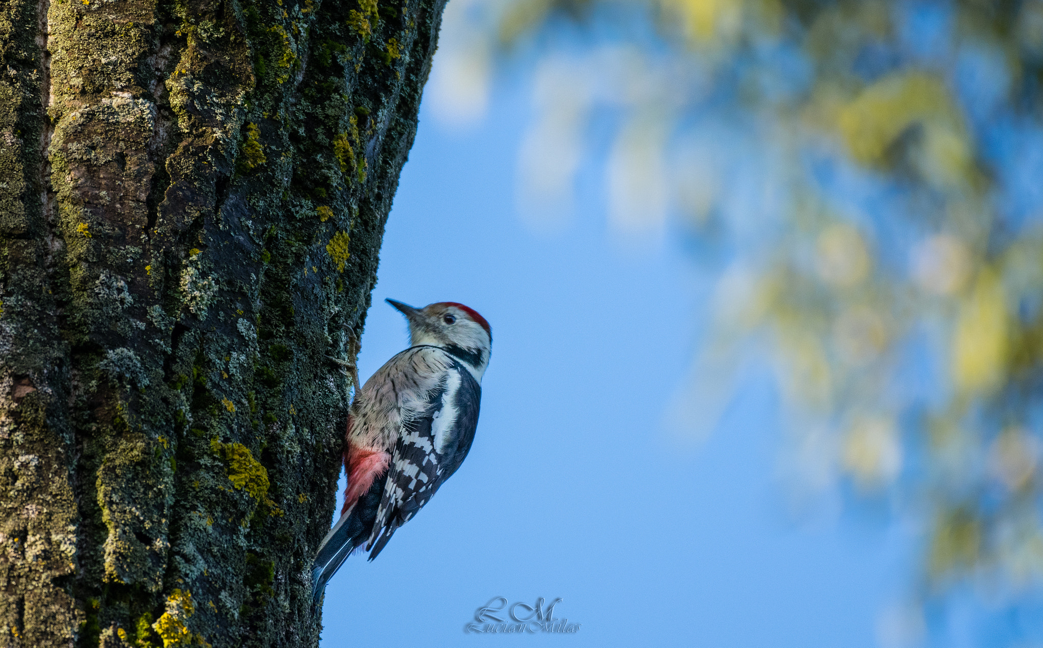 Nikon AF-S Nikkor 200-500mm F5.6E ED VR sample photo. Woody the woodpecker  photography