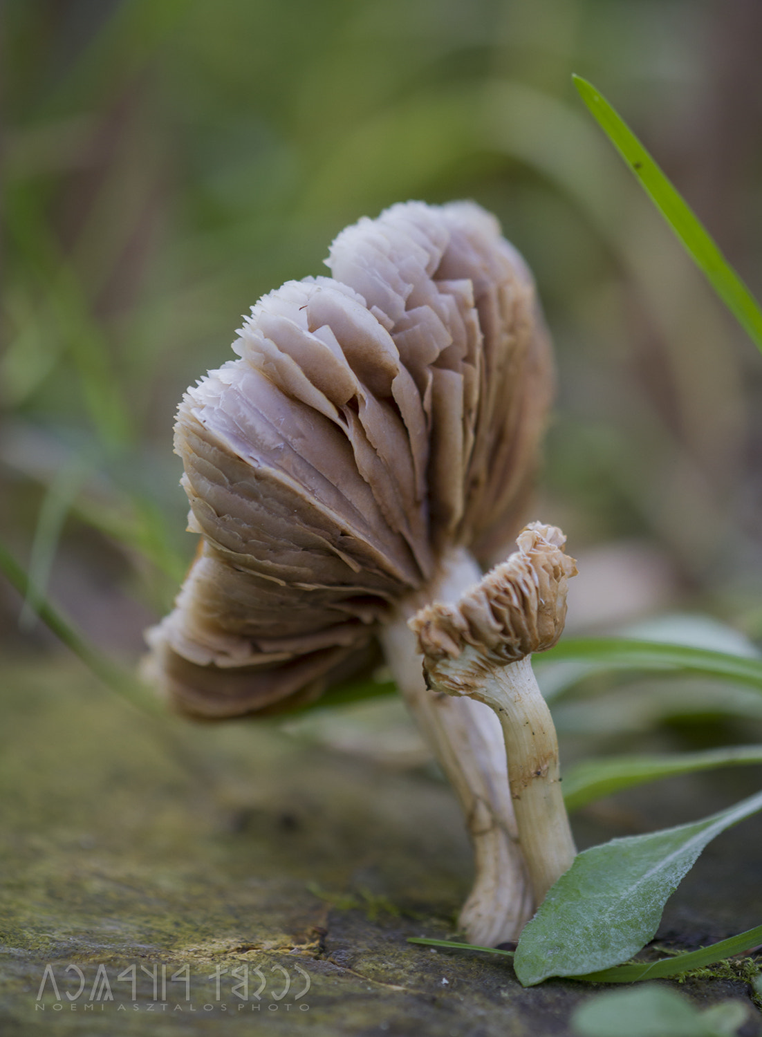 Canon EF 180mm F3.5L Macro USM sample photo. Lonely mushrooms photography