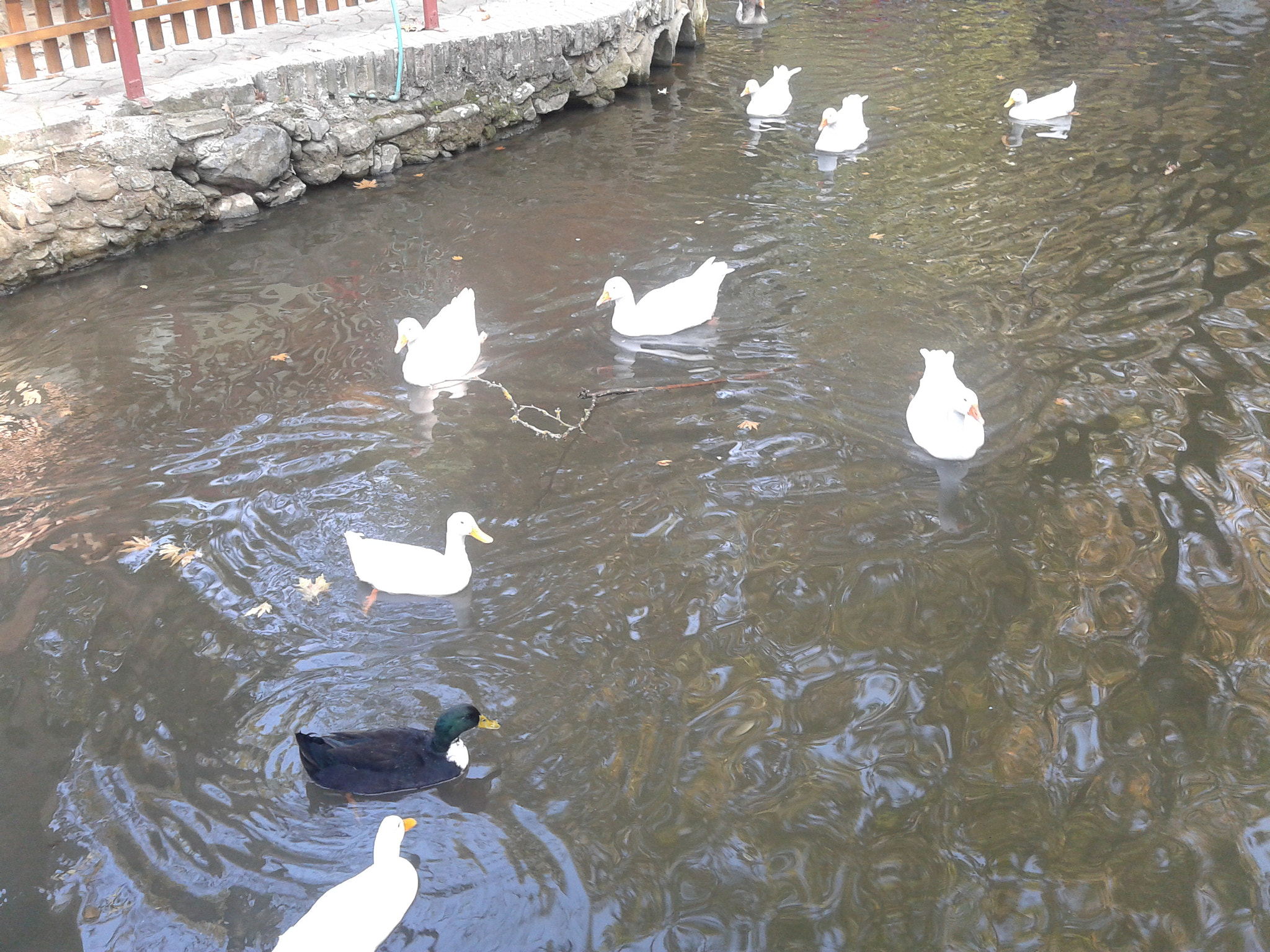 Samsung Galaxy Fit sample photo. Ducks loves water photography