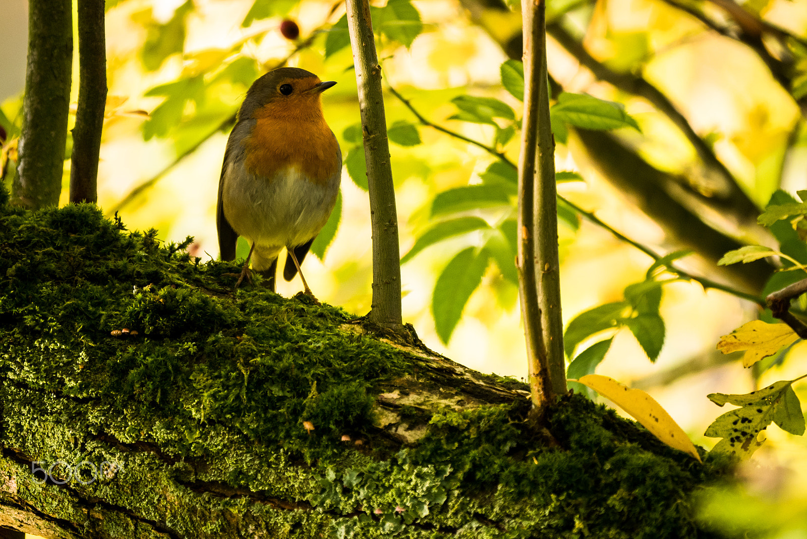 Panasonic Lumix DMC-GX85 (Lumix DMC-GX80 / Lumix DMC-GX7 Mark II) + LEICA DG 100-400/F4.0-6.3 sample photo. Erithacus rubecula (rotkehlchen) photography