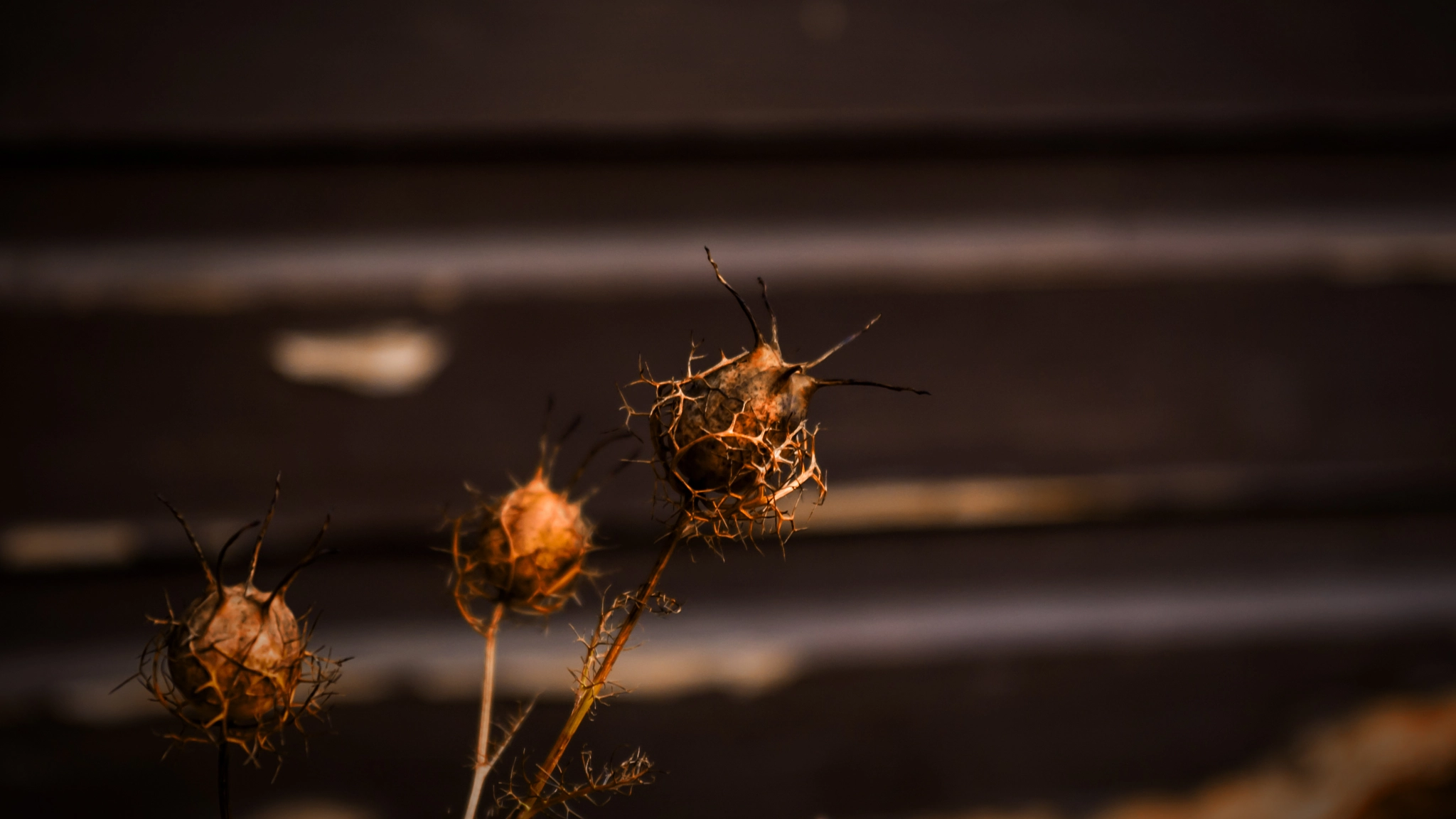 Nikon D50 + Sigma 28-70mm F3.5-4.5 UC sample photo. Fearsome flower photography