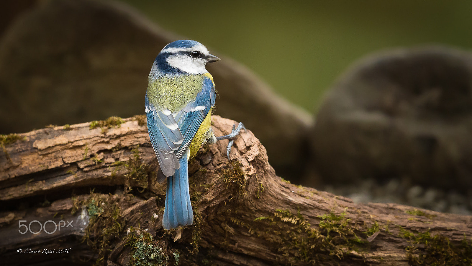 Nikon AF-S Nikkor 500mm F4E FL ED VR sample photo. " as a lady " (cinciarella - cyanistes caeruleus) photography