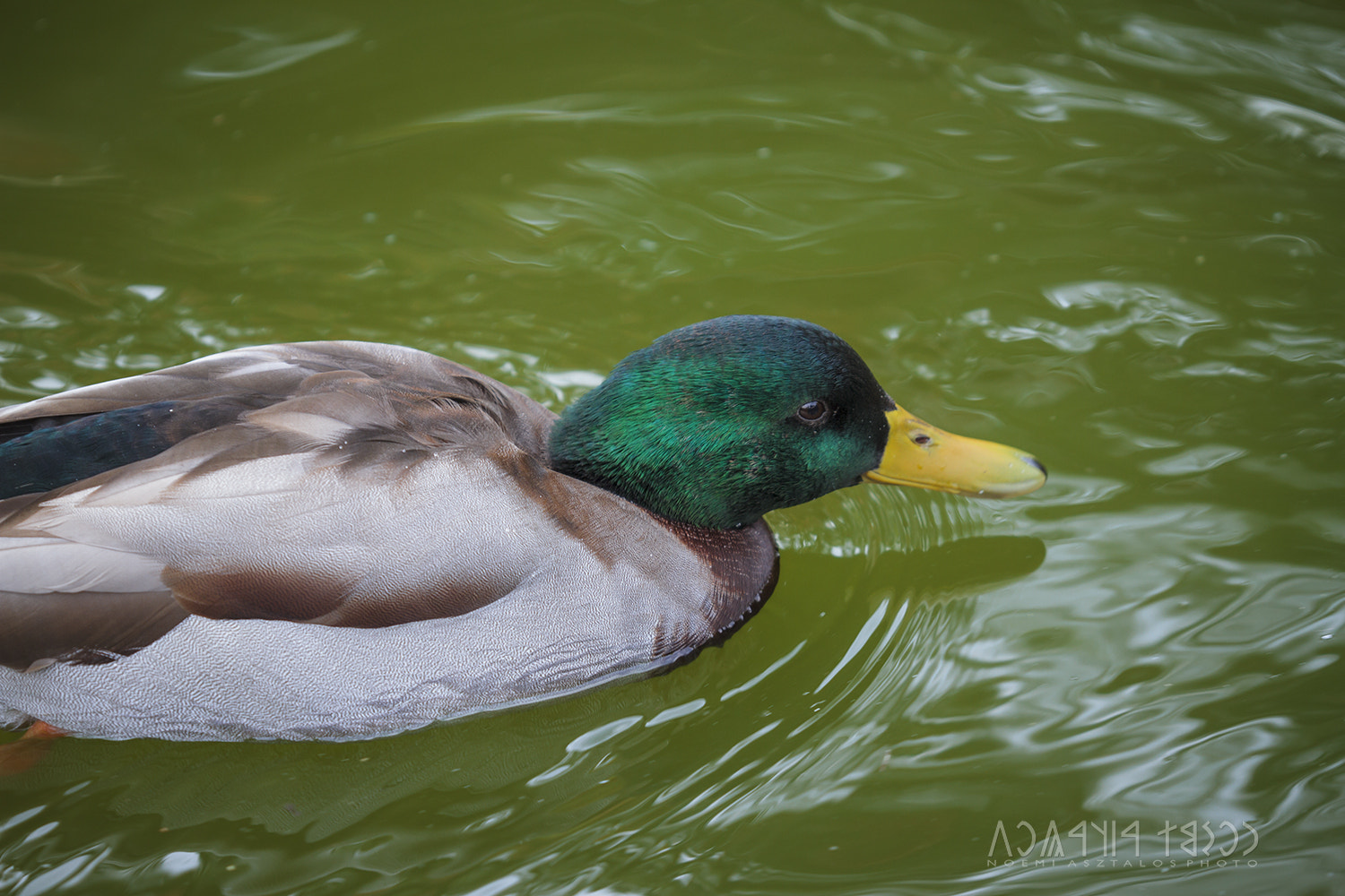 Canon EOS 7D sample photo. Lonely duck photography