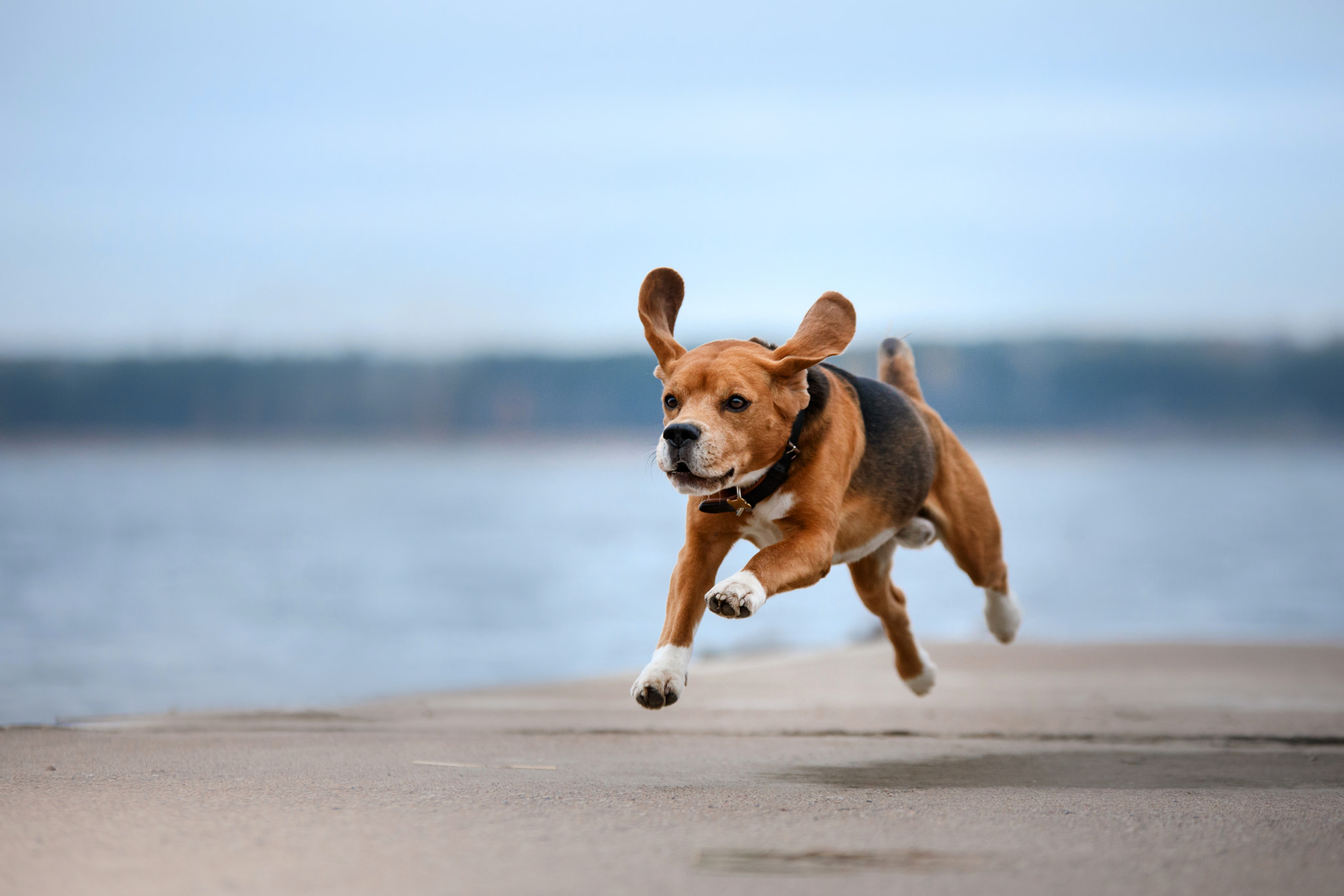 Sigma 70-200mm F2.8 EX DG OS HSM sample photo. Running dog photography