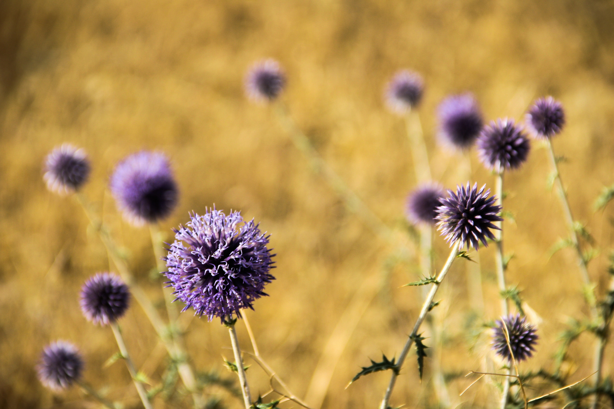 Canon EOS 30D sample photo. Purple dandelion photography