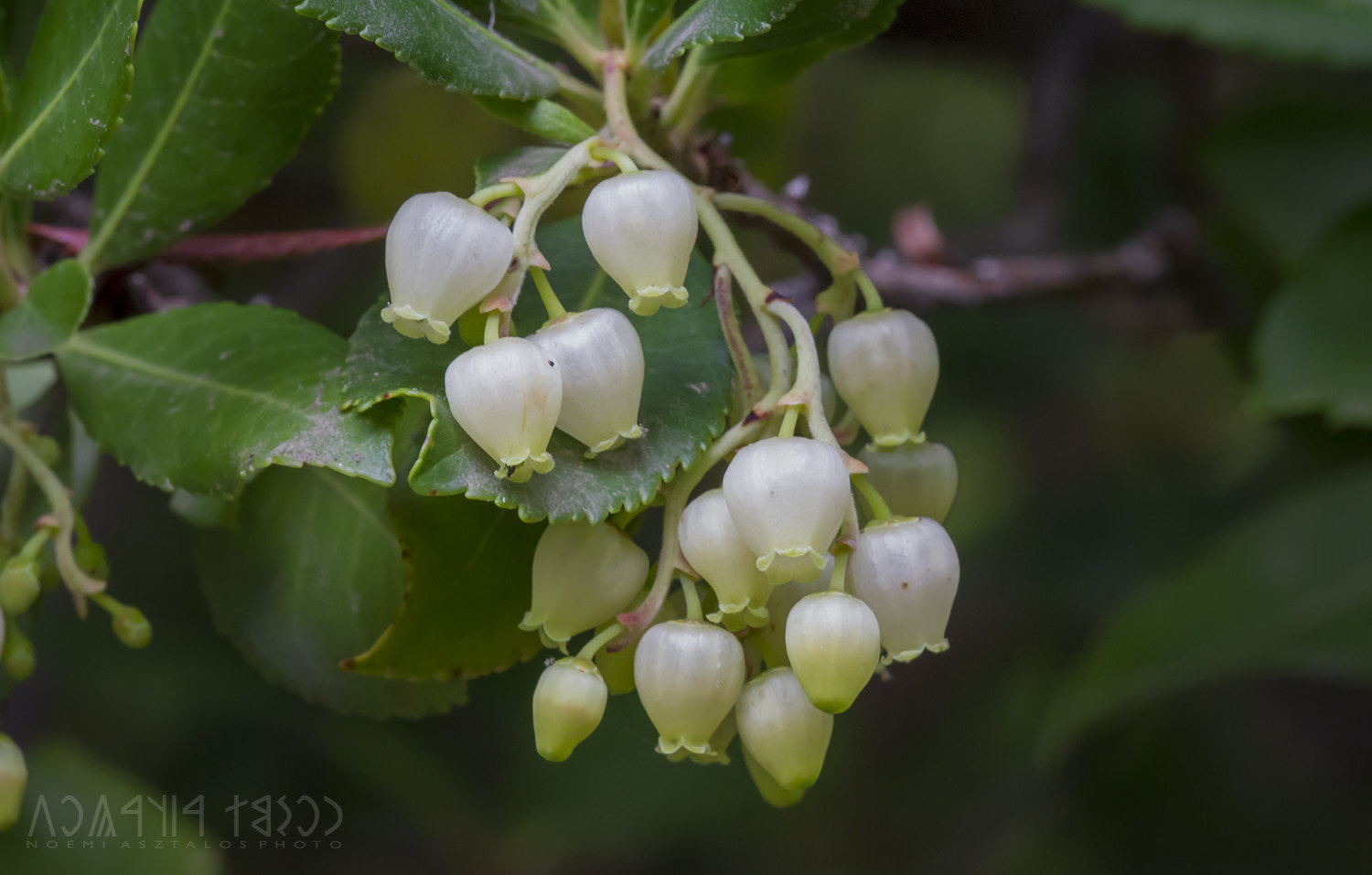 Canon EF 180mm F3.5L Macro USM sample photo. Tiny beauty photography