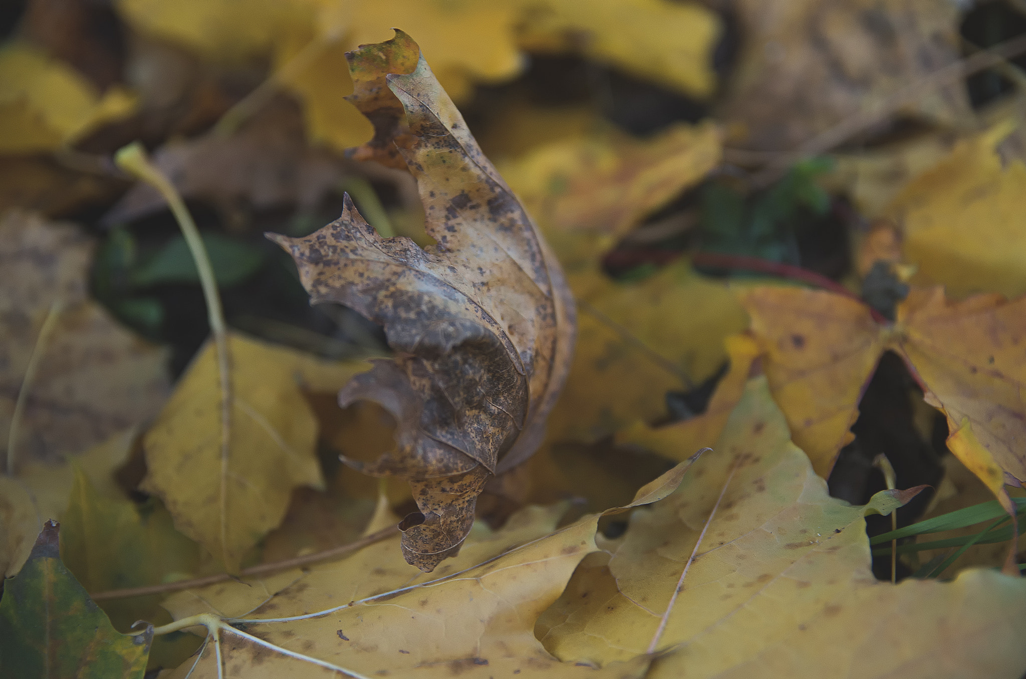 Sigma 17-50mm F2.8 EX DC HSM sample photo. Autumn photography