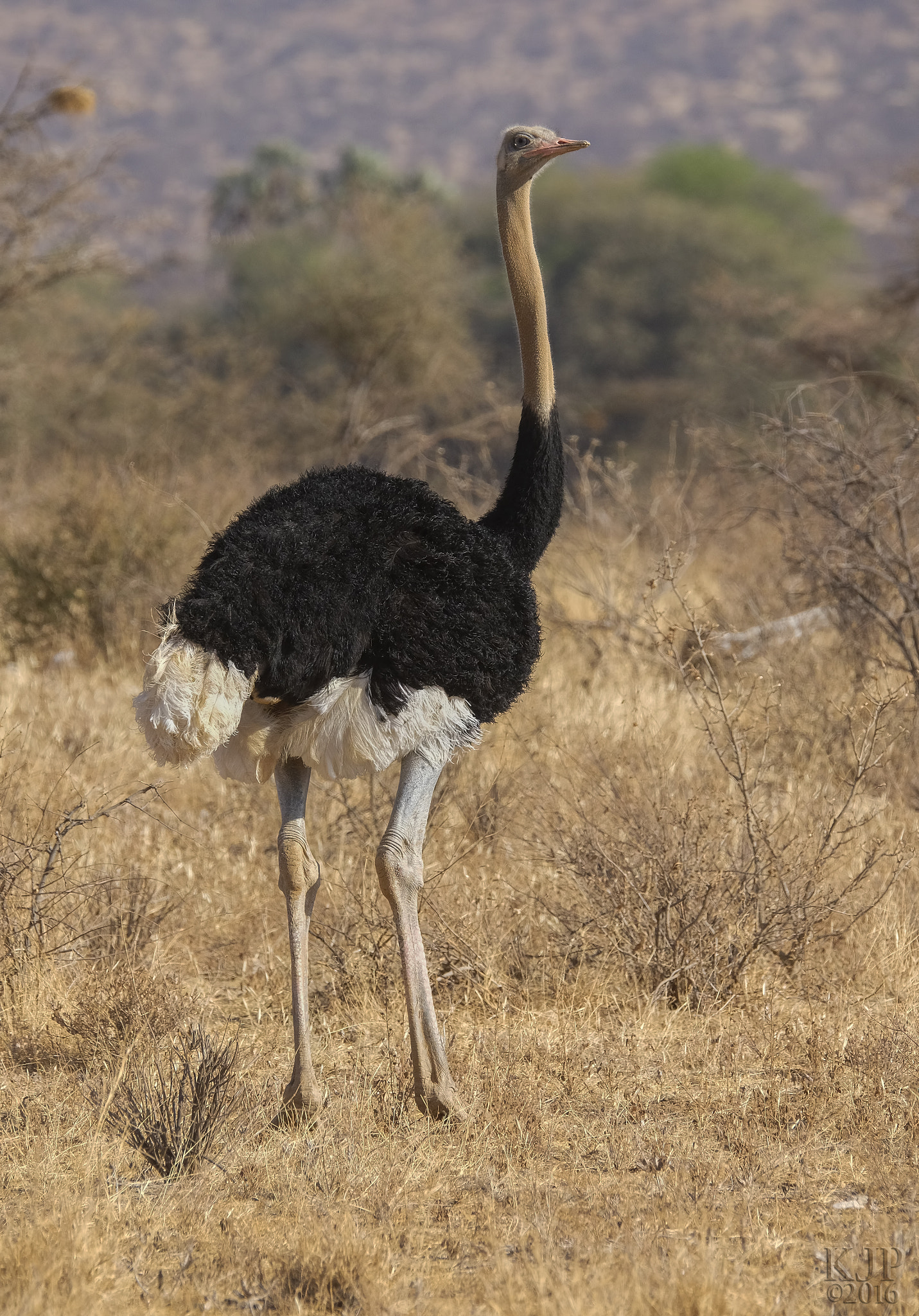 Fujifilm X-E2 + Fujifilm XF 100-400mm F4.5-5.6 R LM OIS WR sample photo. Big bird photography