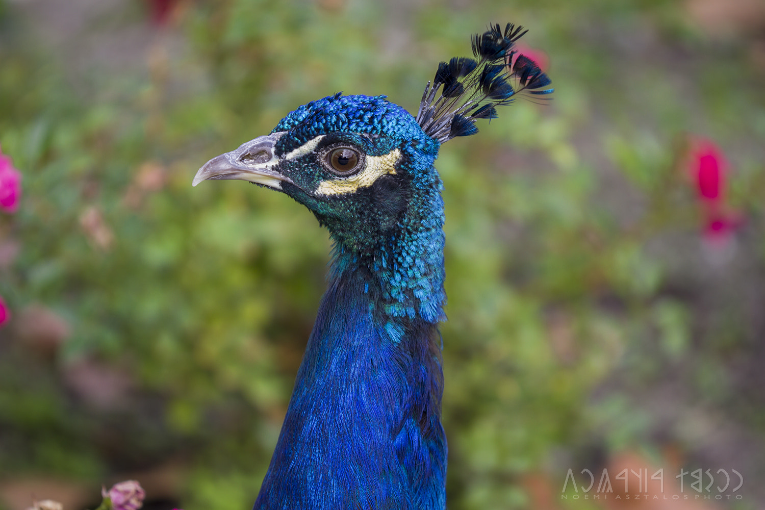 Canon EOS 7D sample photo. Curious peacock photography